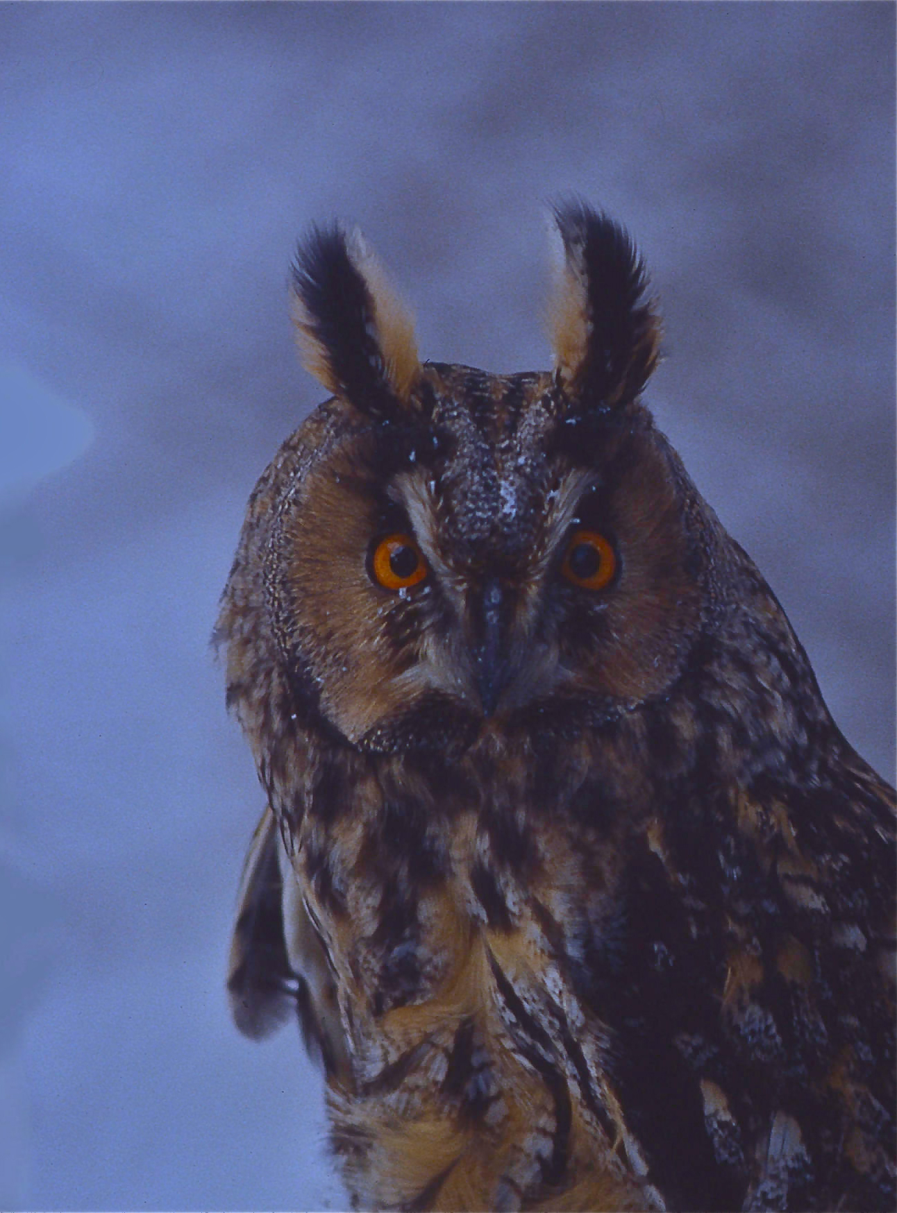 Rhoen-Waldohreule (167)_1