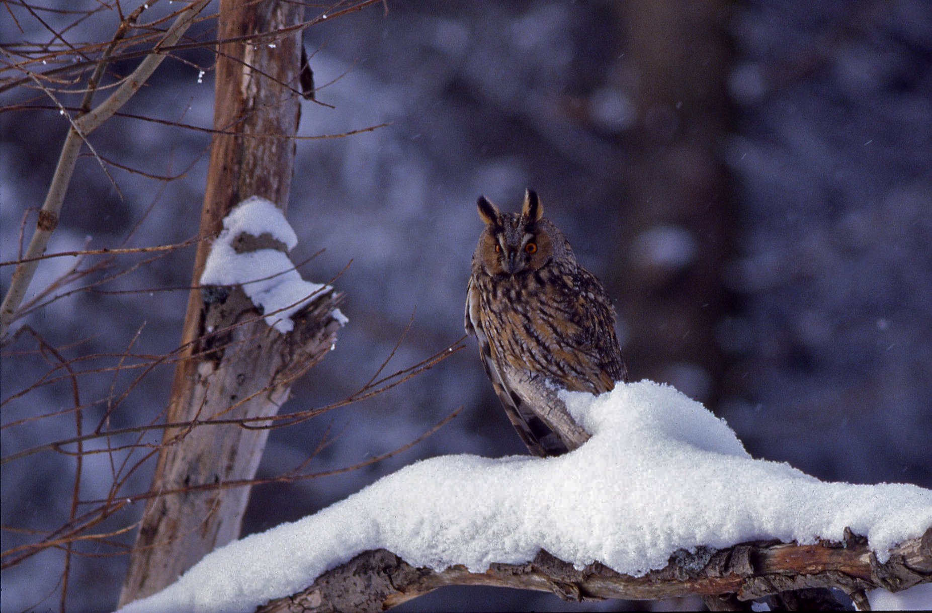 Rhoen-Waldohreule (94)_1