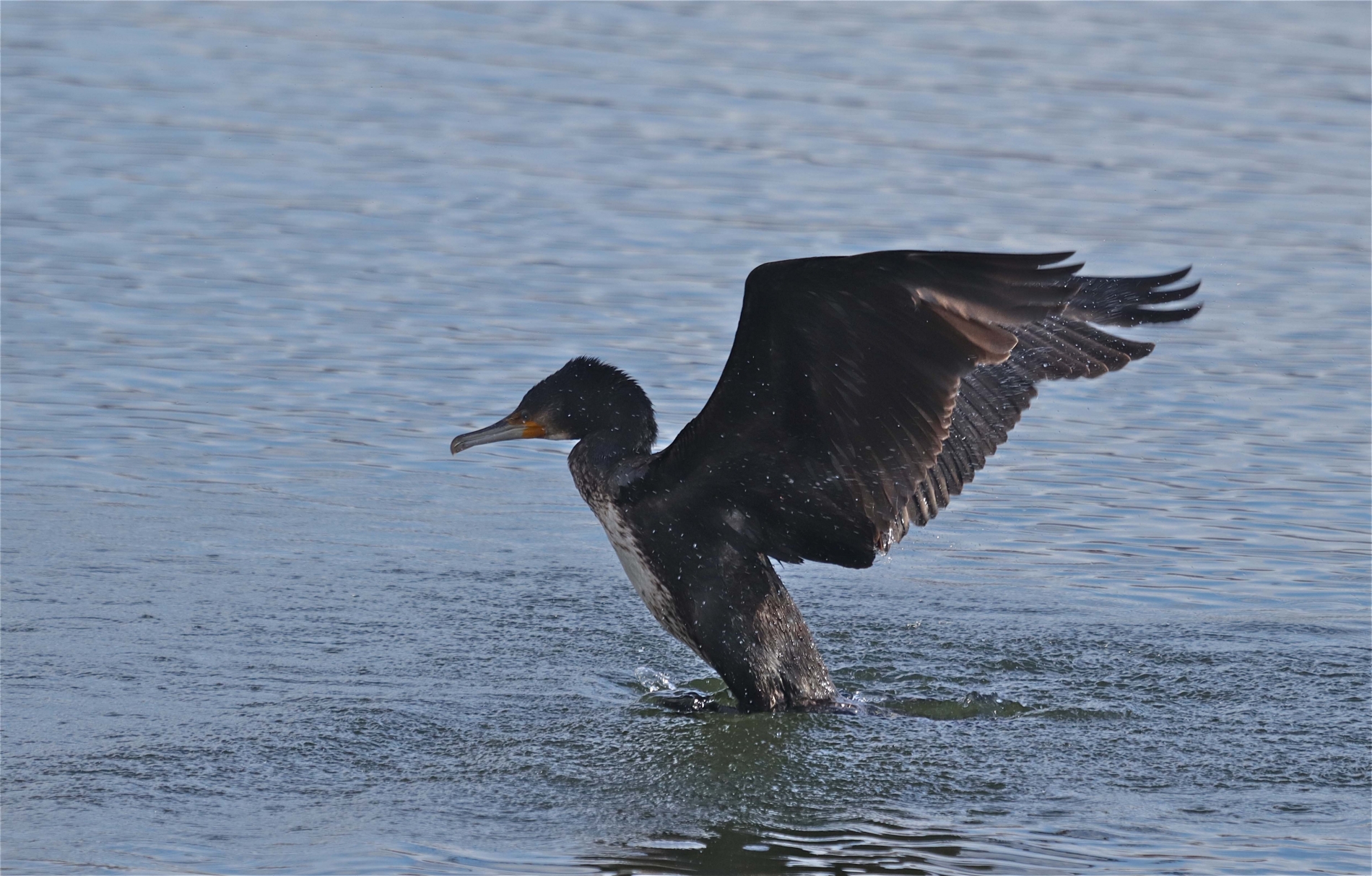 Rhoen-Kormoran_9699_1