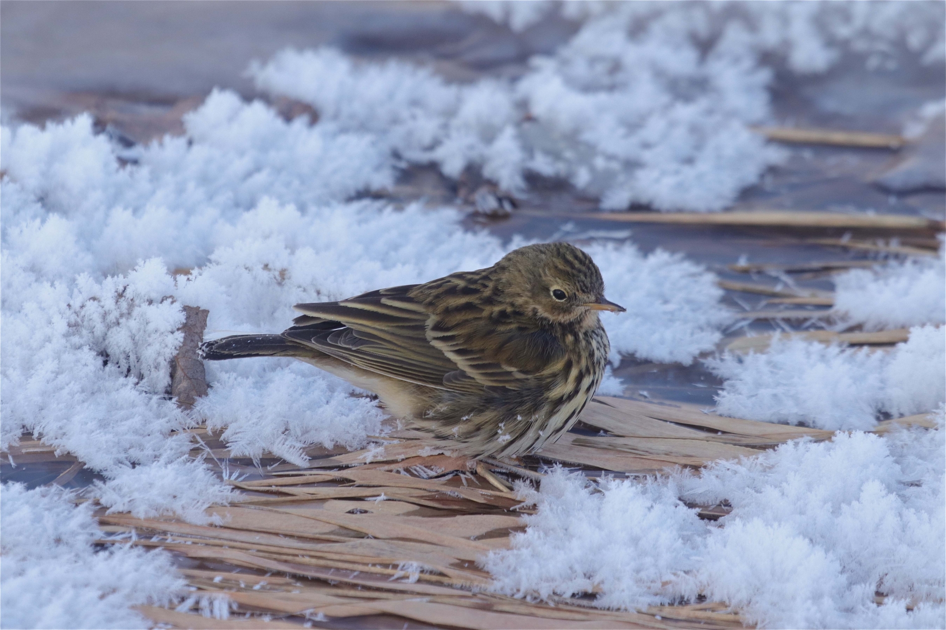 Rhoen-Wiesenpieper 0272_1