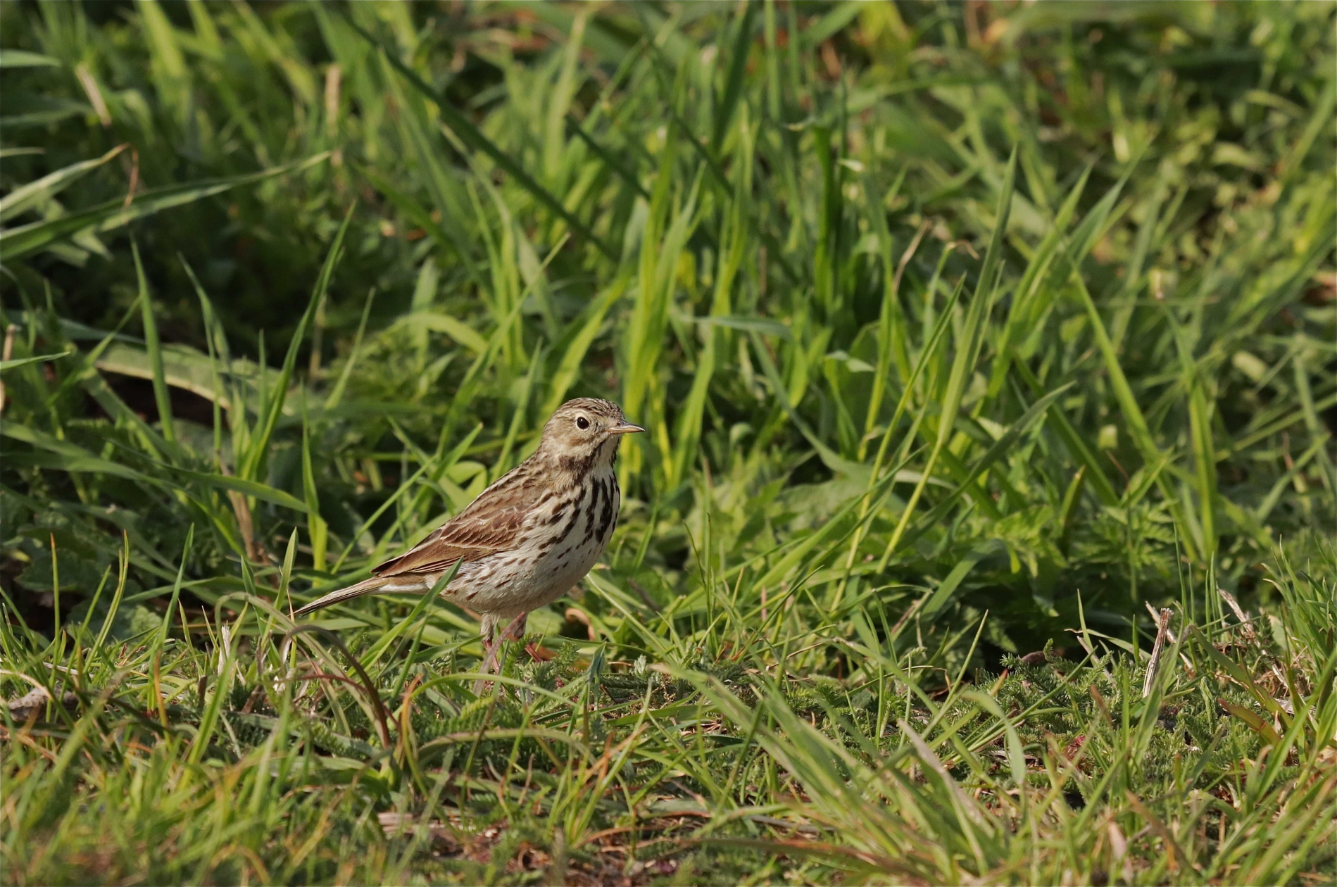 Rhoen-Wiesenpieper_4664_1
