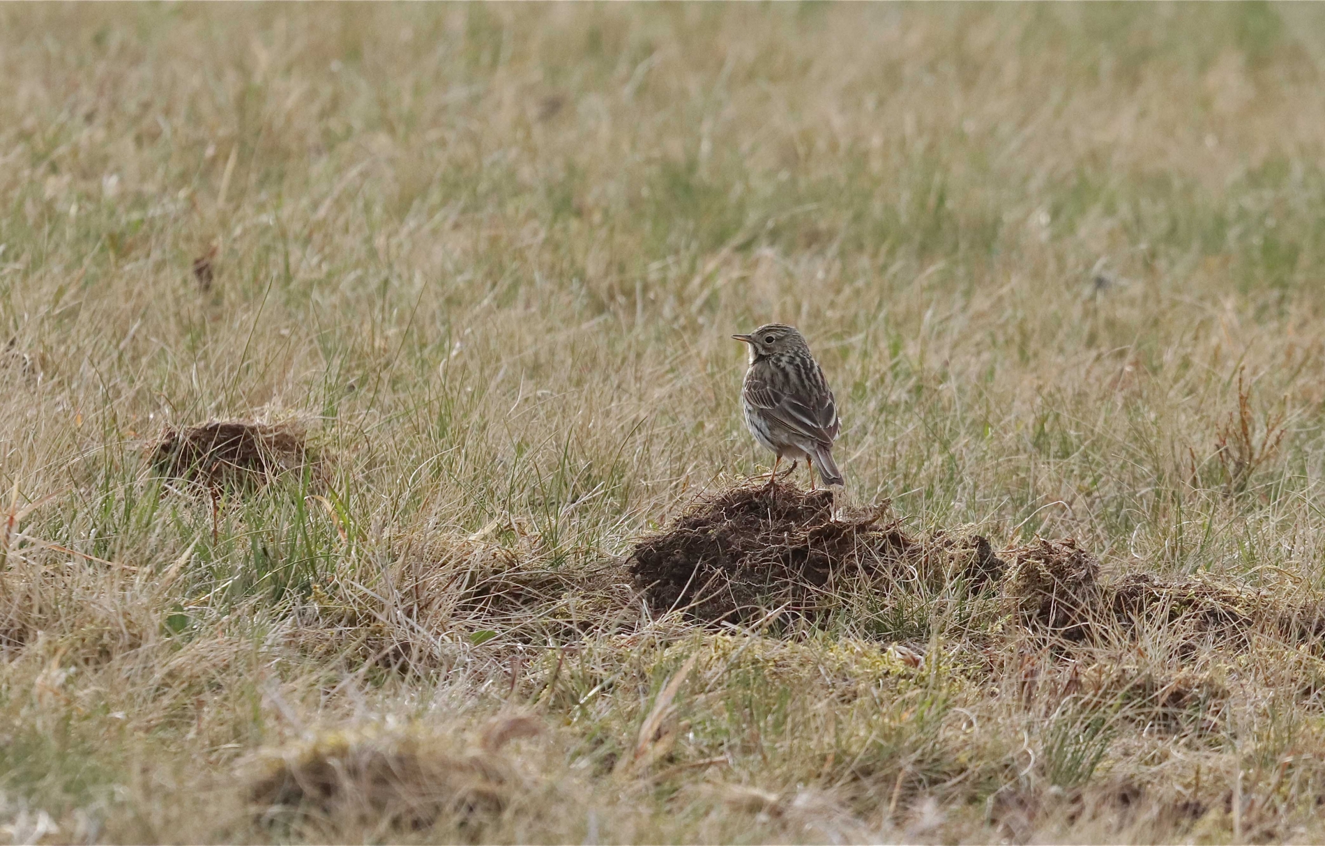 Rhoen-Wiesenpieper_6413_1