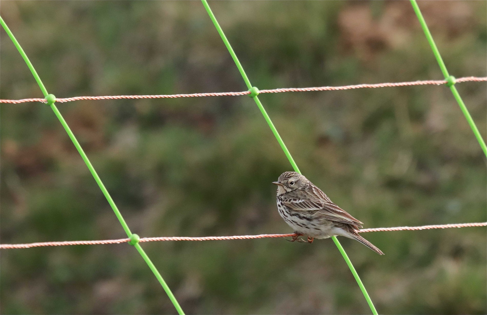 Rhoen-Wiesenpieper_9330_1
