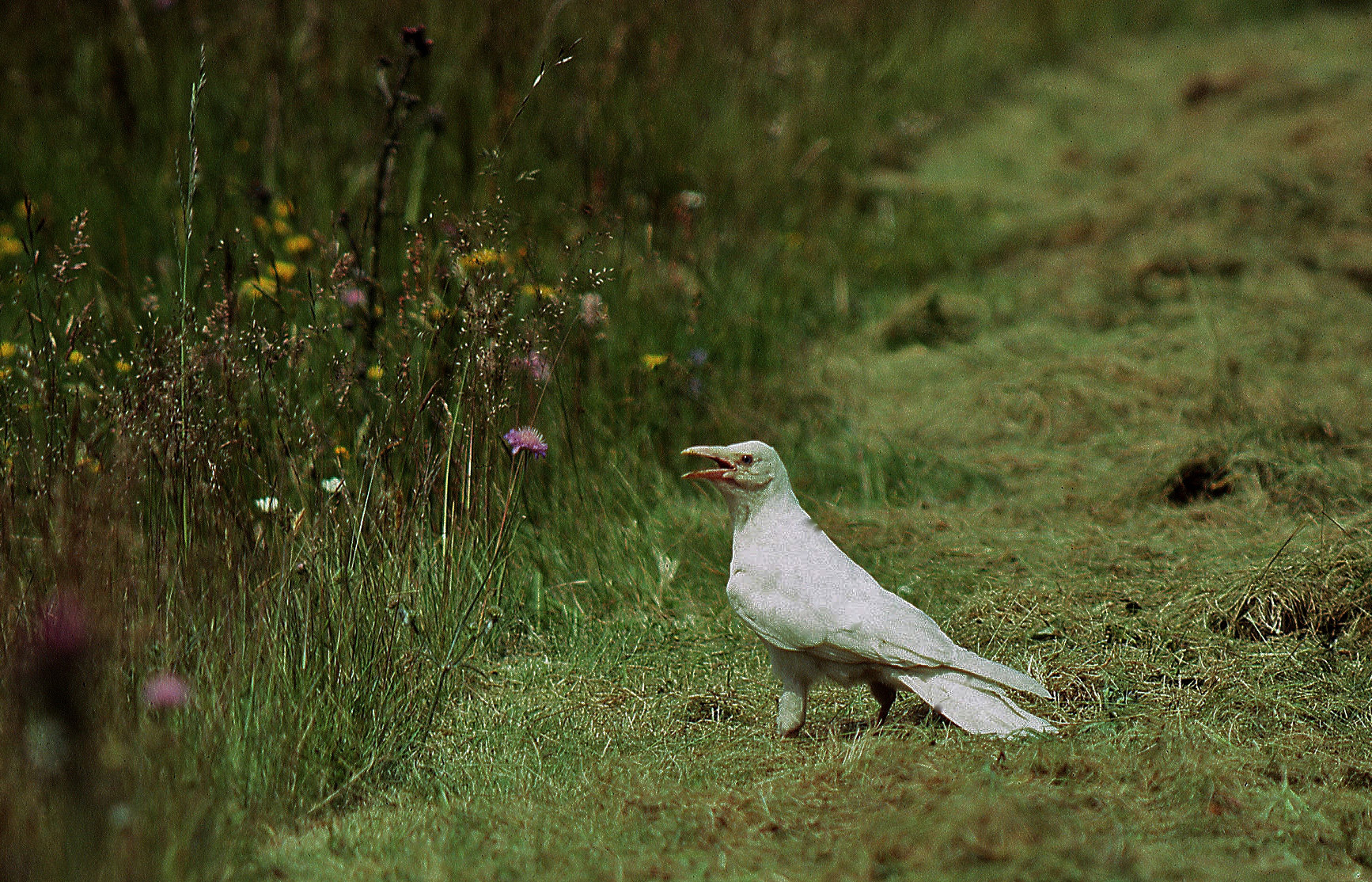 Rabenkrähe_4598_1