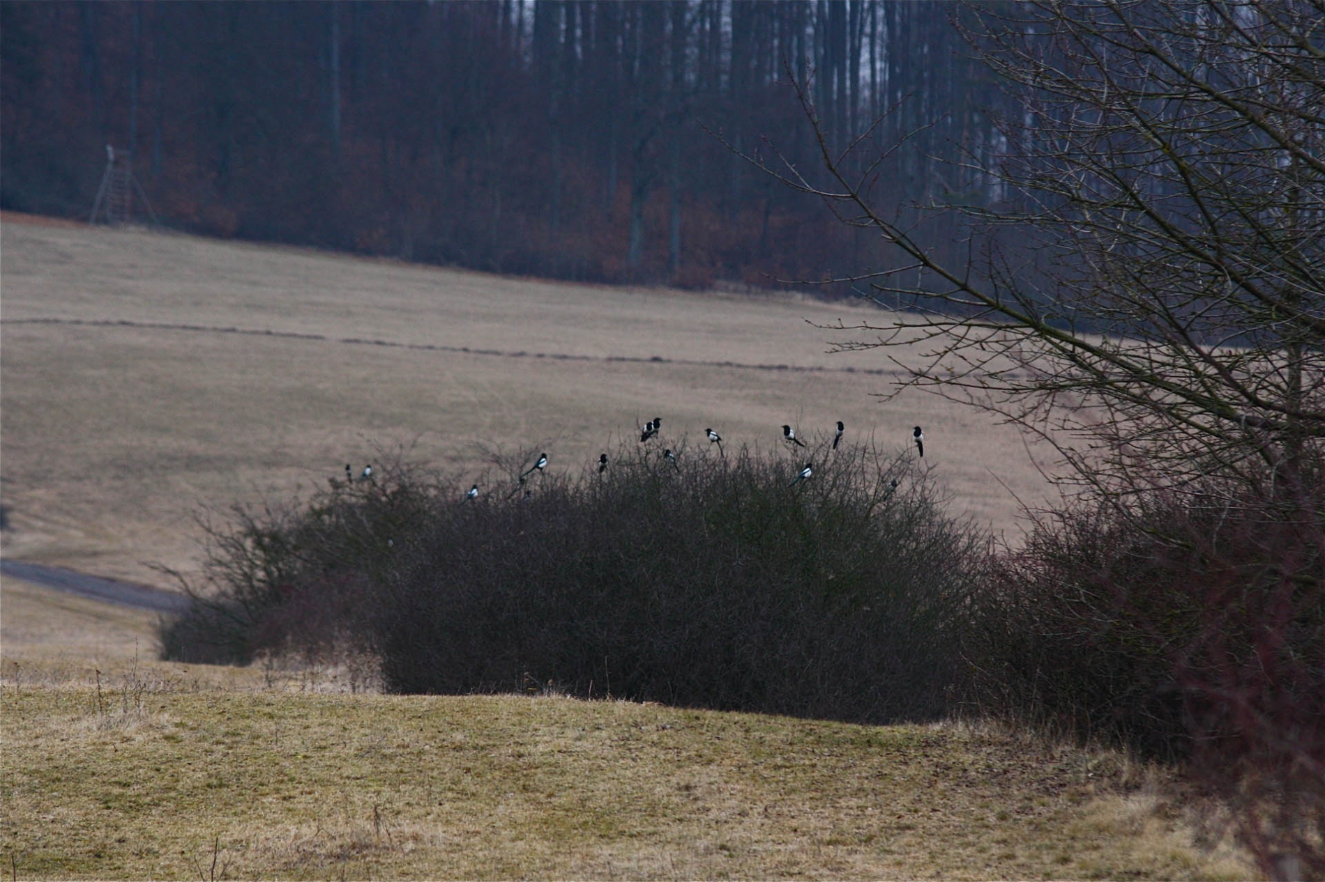 rhoen-elster_2928_20190109_1310721529