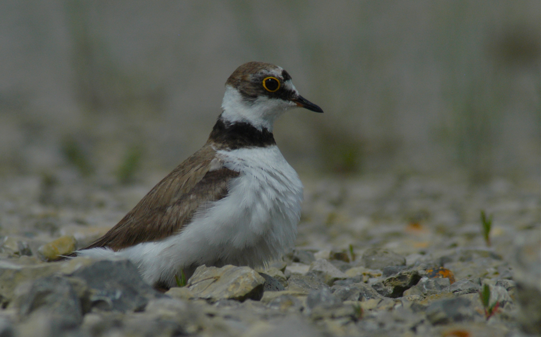 Galerie Kategorie Regenpfeifer