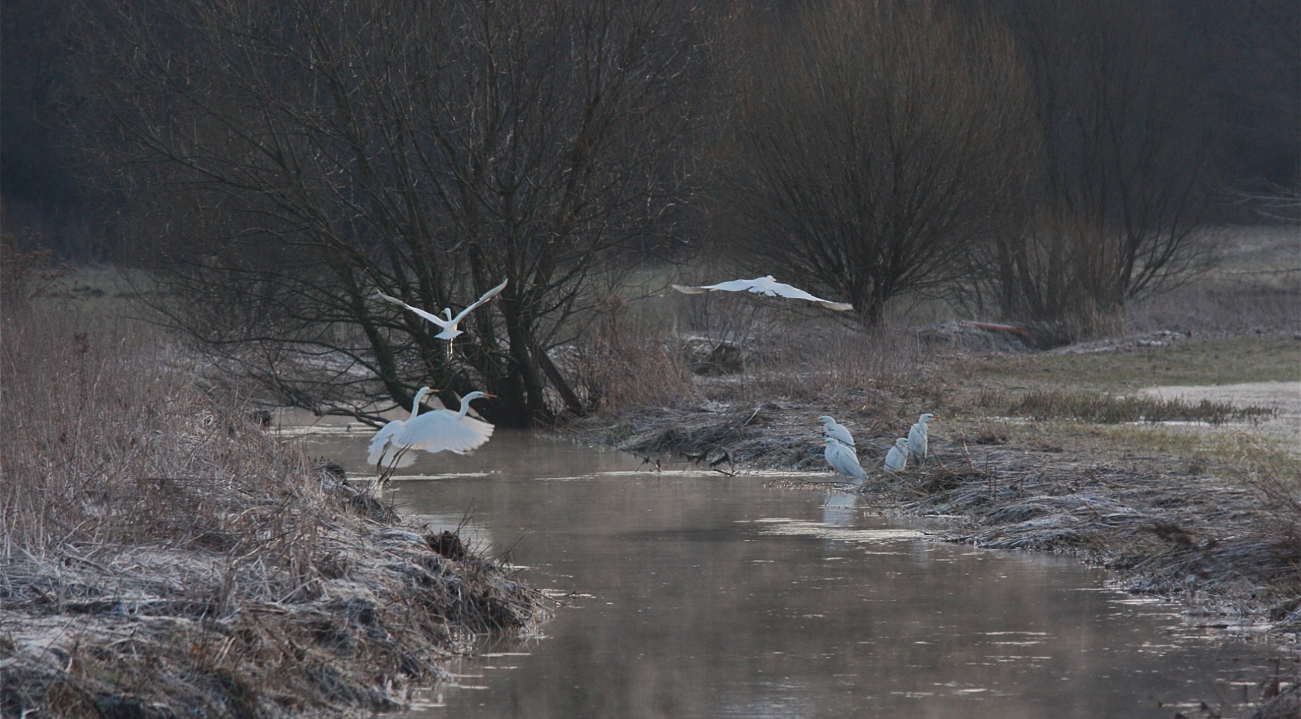 rhoen-silberreiher_2801_20181222_1070238012