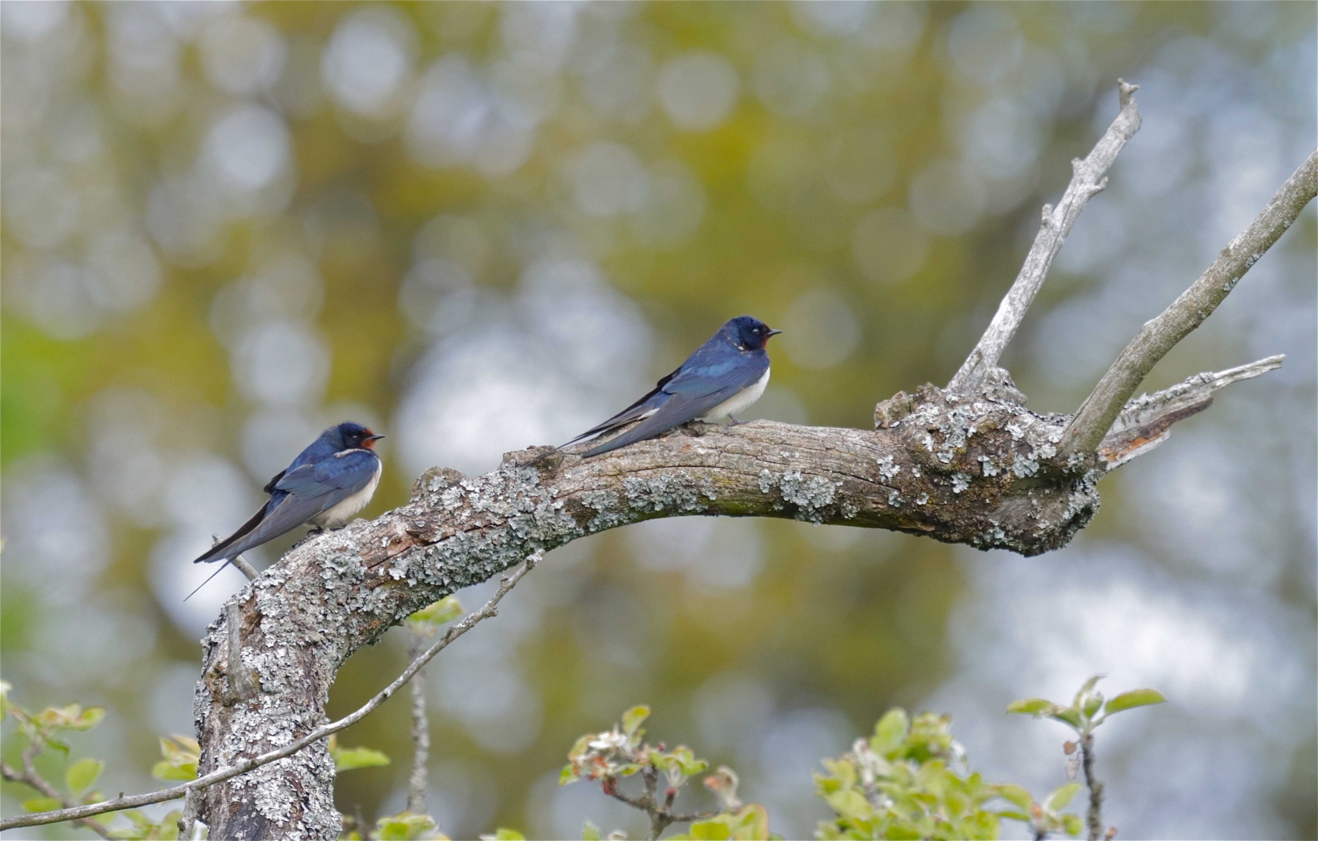 Rhoen-Rauchschwalbe_8813_1