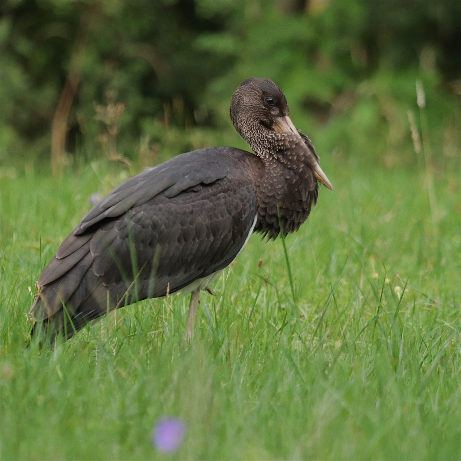 Rhoen-Schwarzstorch 3648_1