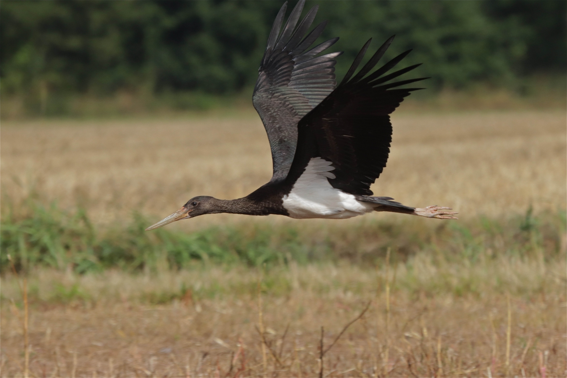 Rhoen-Schwrzstorch 0694_1