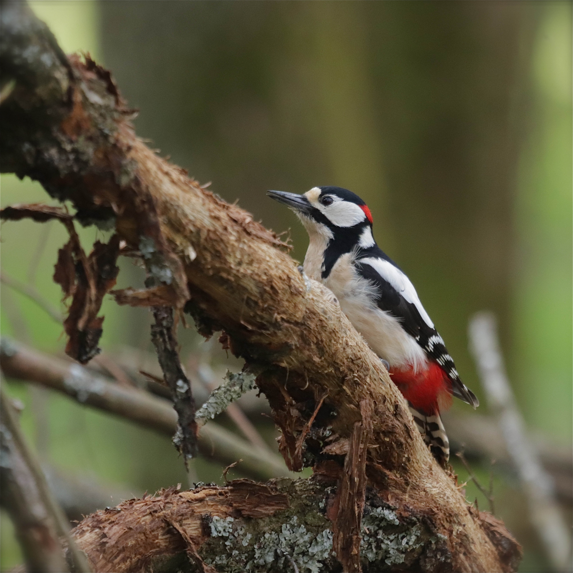 Rhoen-Buntspecht 0904_1