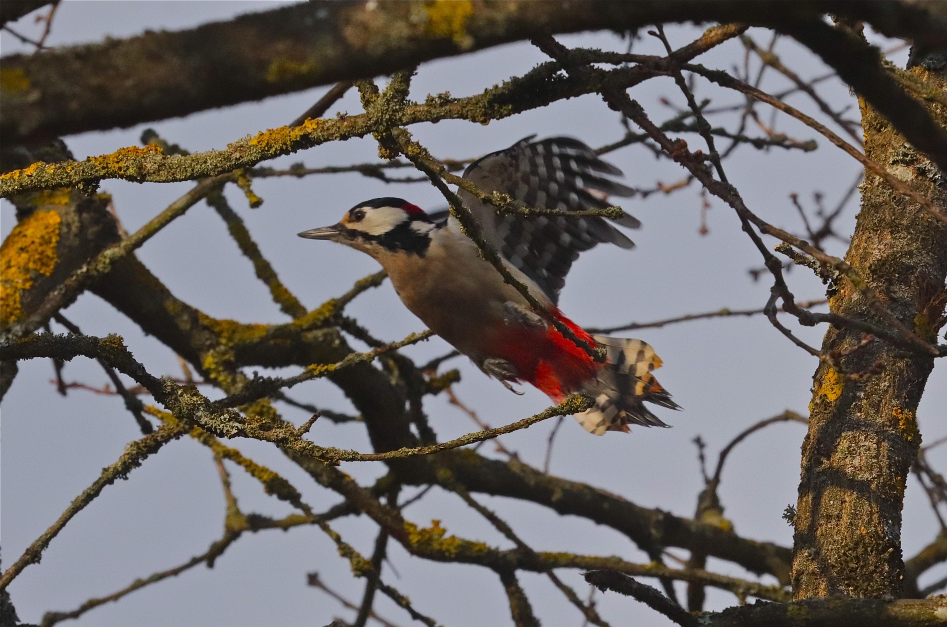 Rhoen-Buntspecht 2638_1