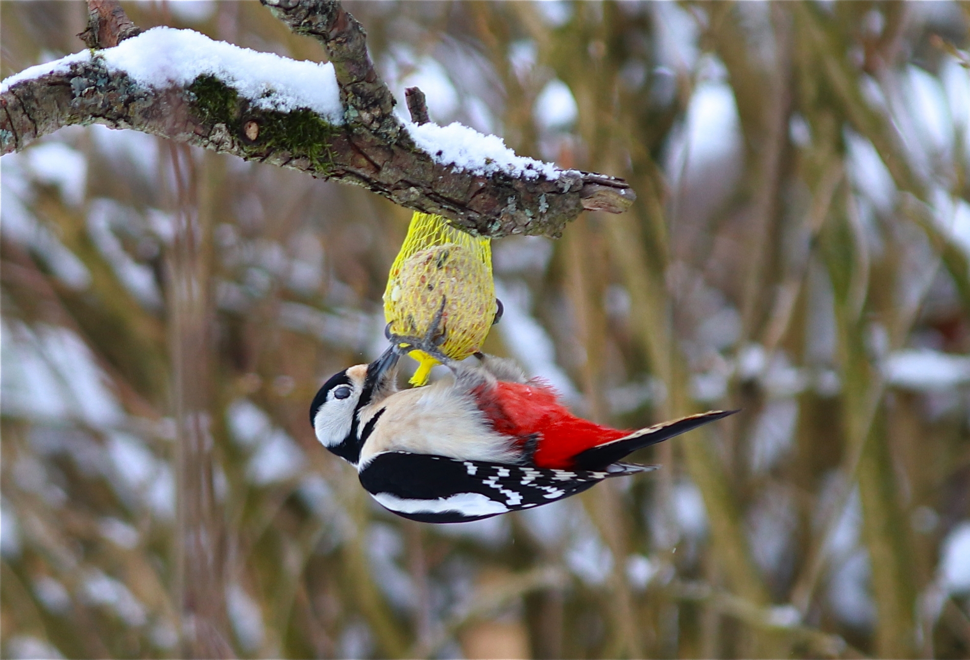 Rhoen-Buntspecht 2740_1