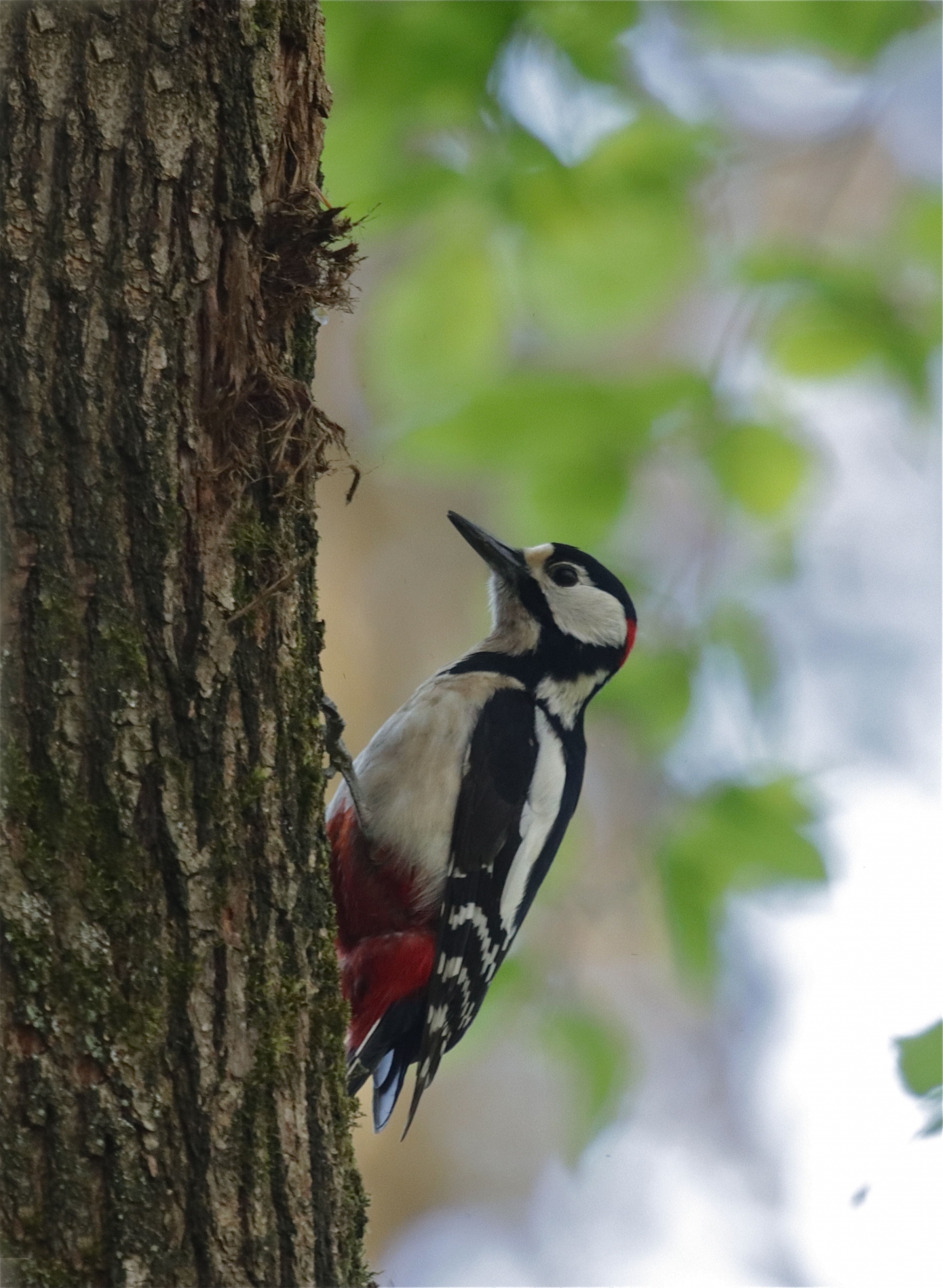 Rhoen-Buntspecht 3007_1