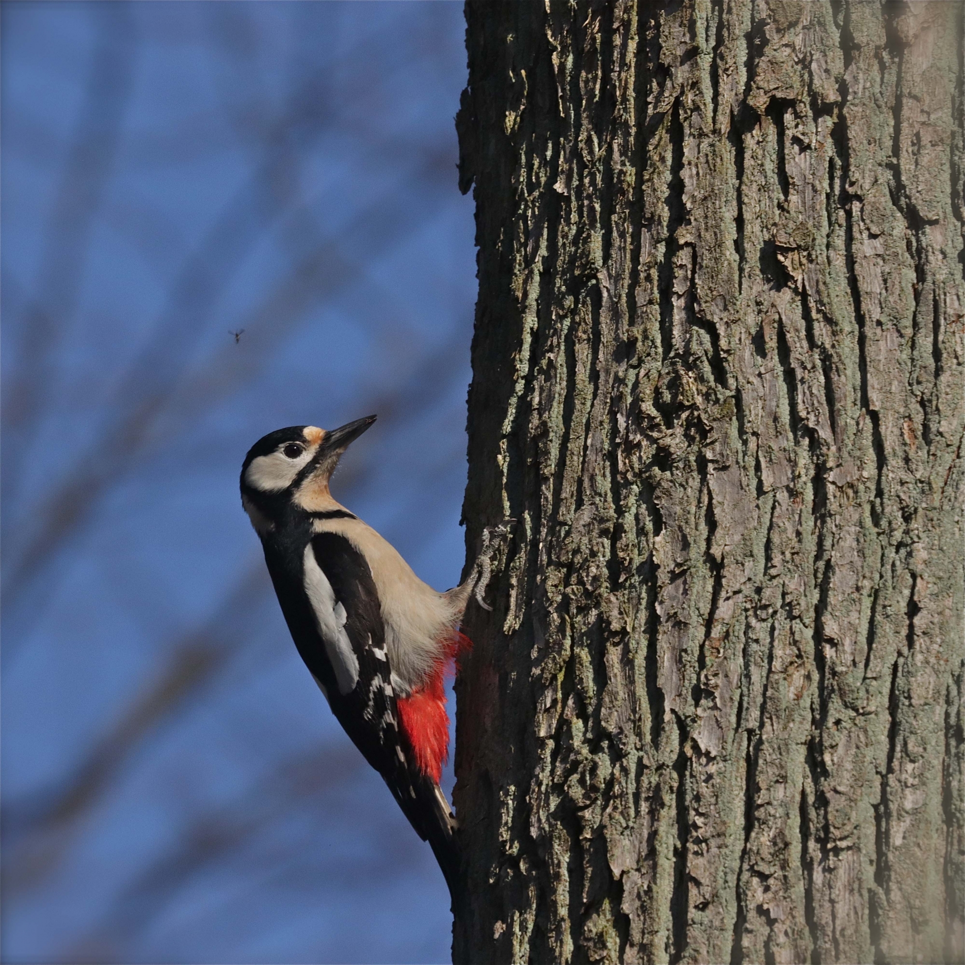 Rhoen-Buntspecht 5018_1