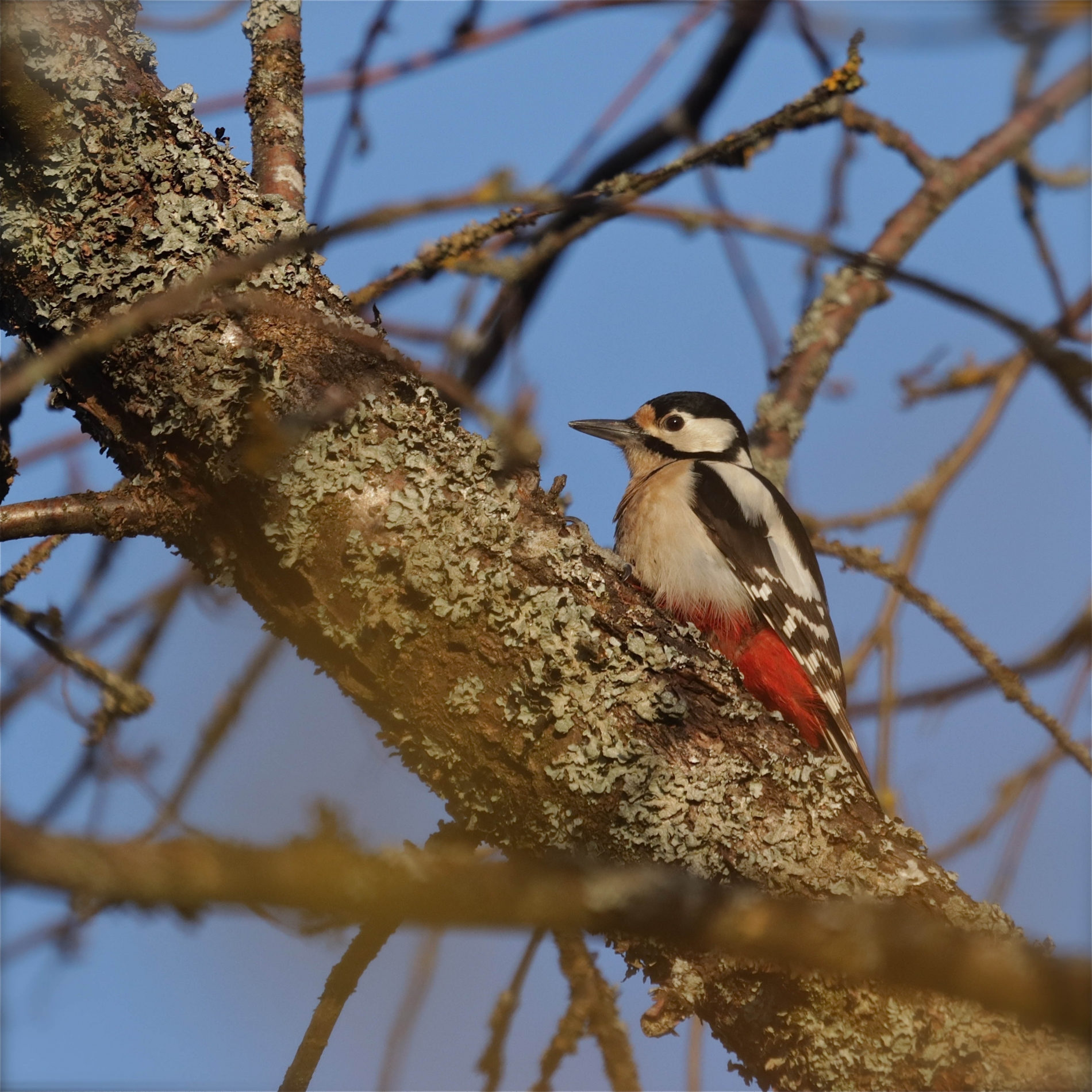 Rhoen-Buntspecht 6455_1