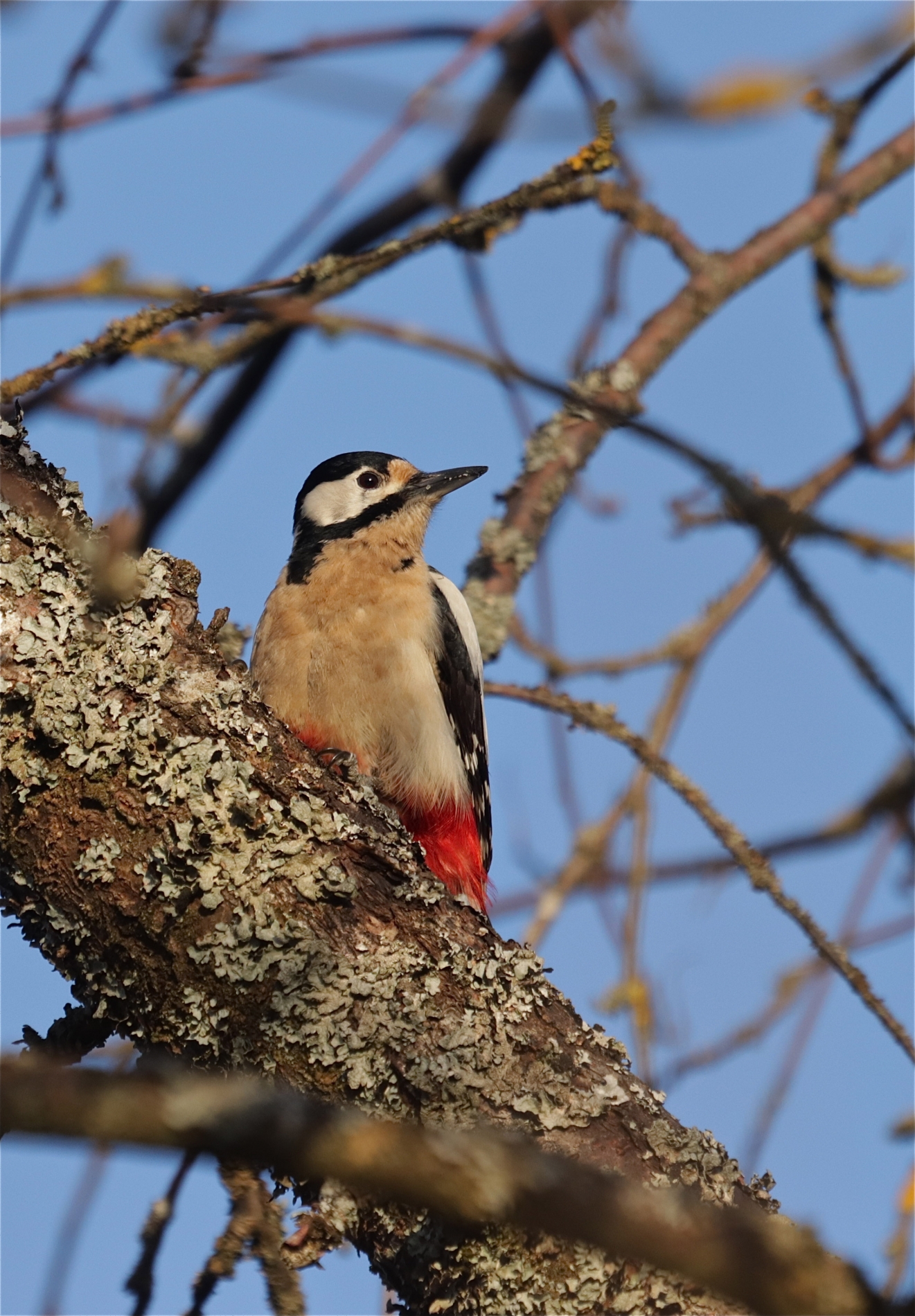 Rhoen-Buntspecht 6498_1