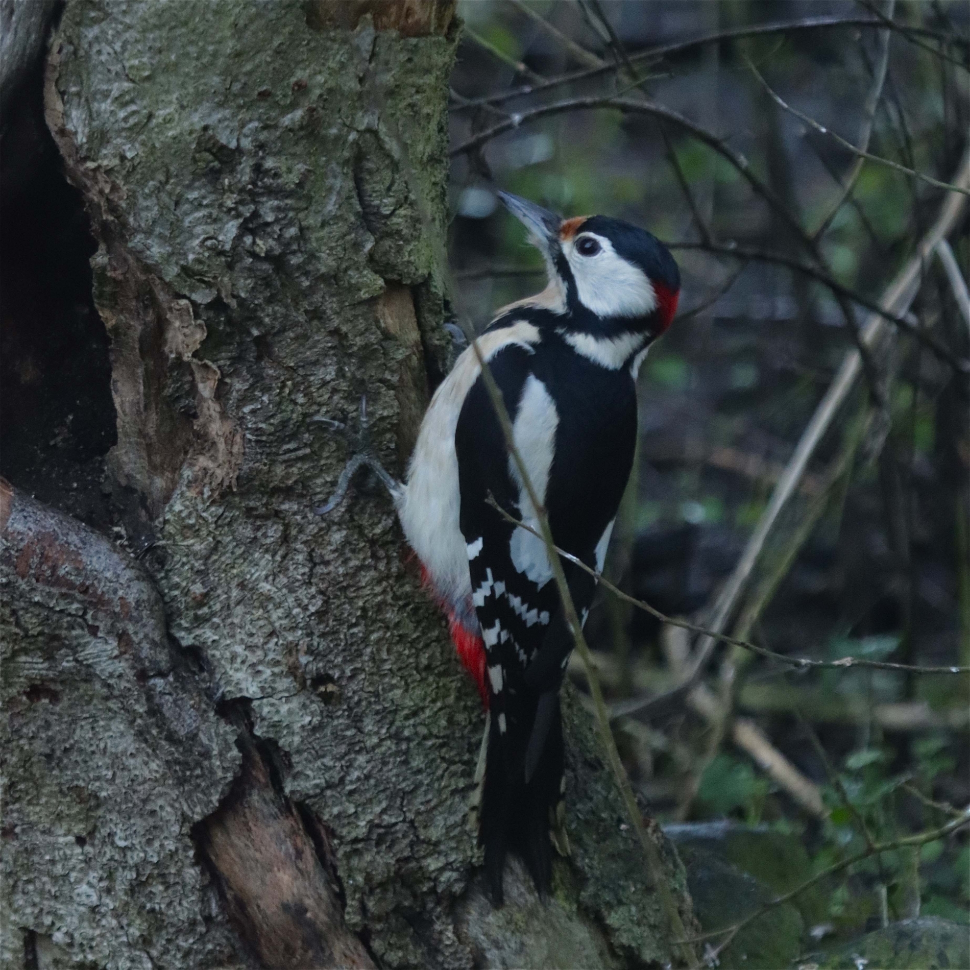 Rhoen-Buntspecht 6793_1