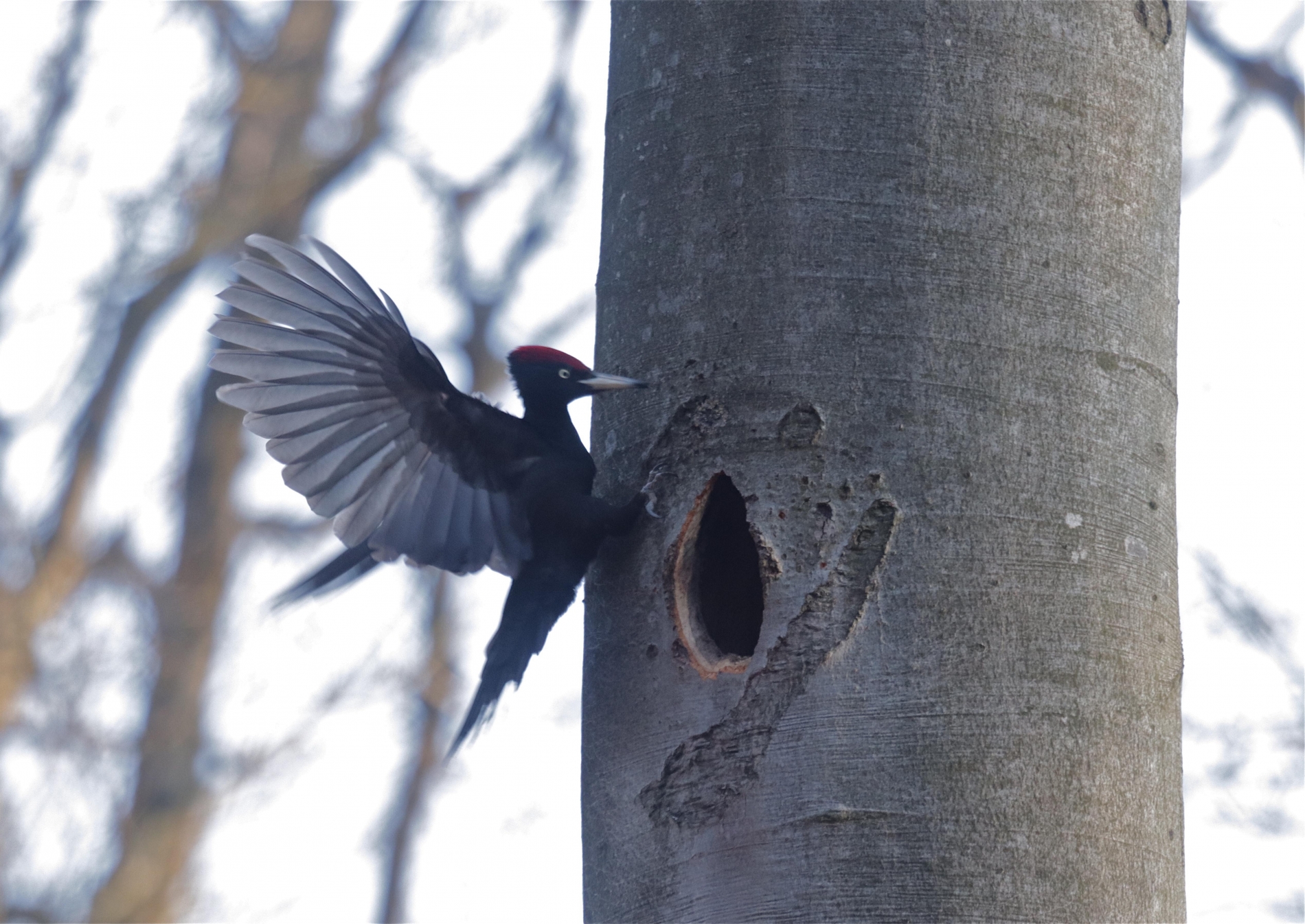 Rhoen-Schwarspecht 5982_1