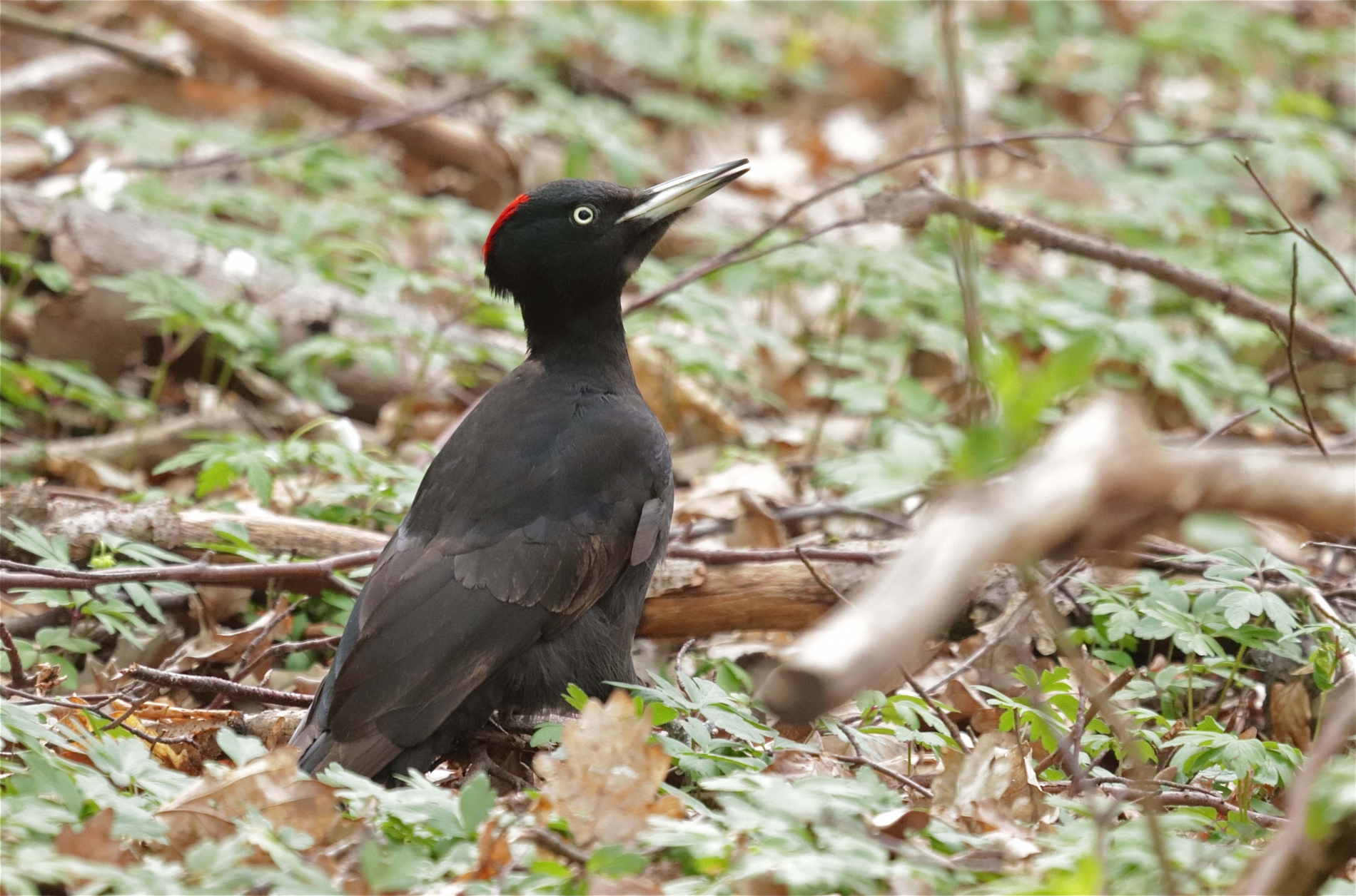 Rhoen-Schwarzspecht 1057_1