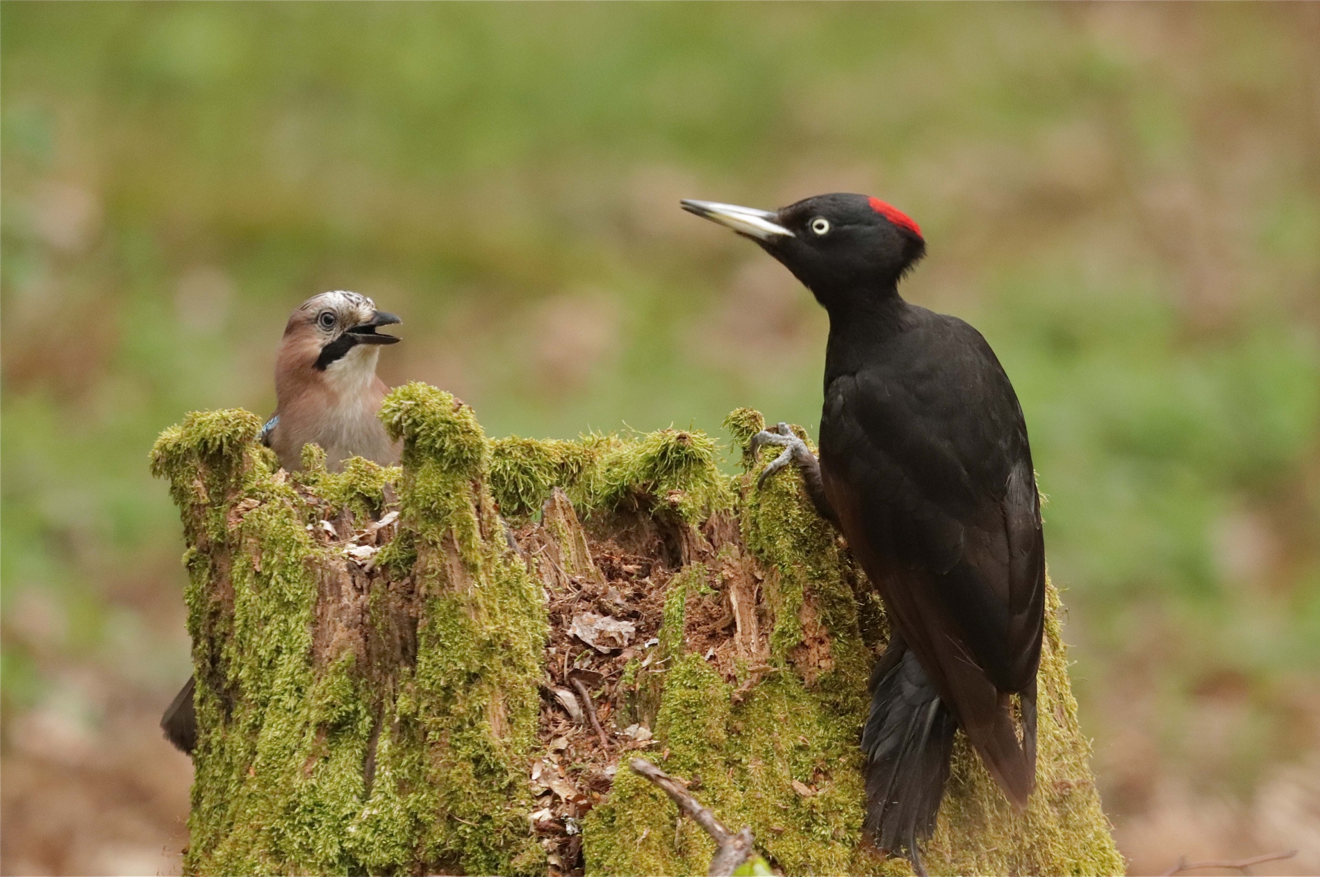 Rhoen-Schwarzspecht 1949_1