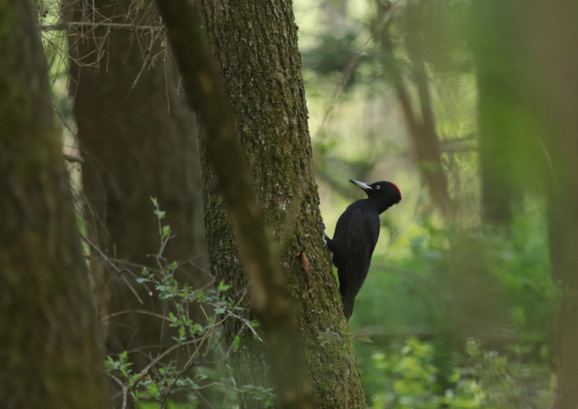 Rhoen-Schwarzspecht 3051_1