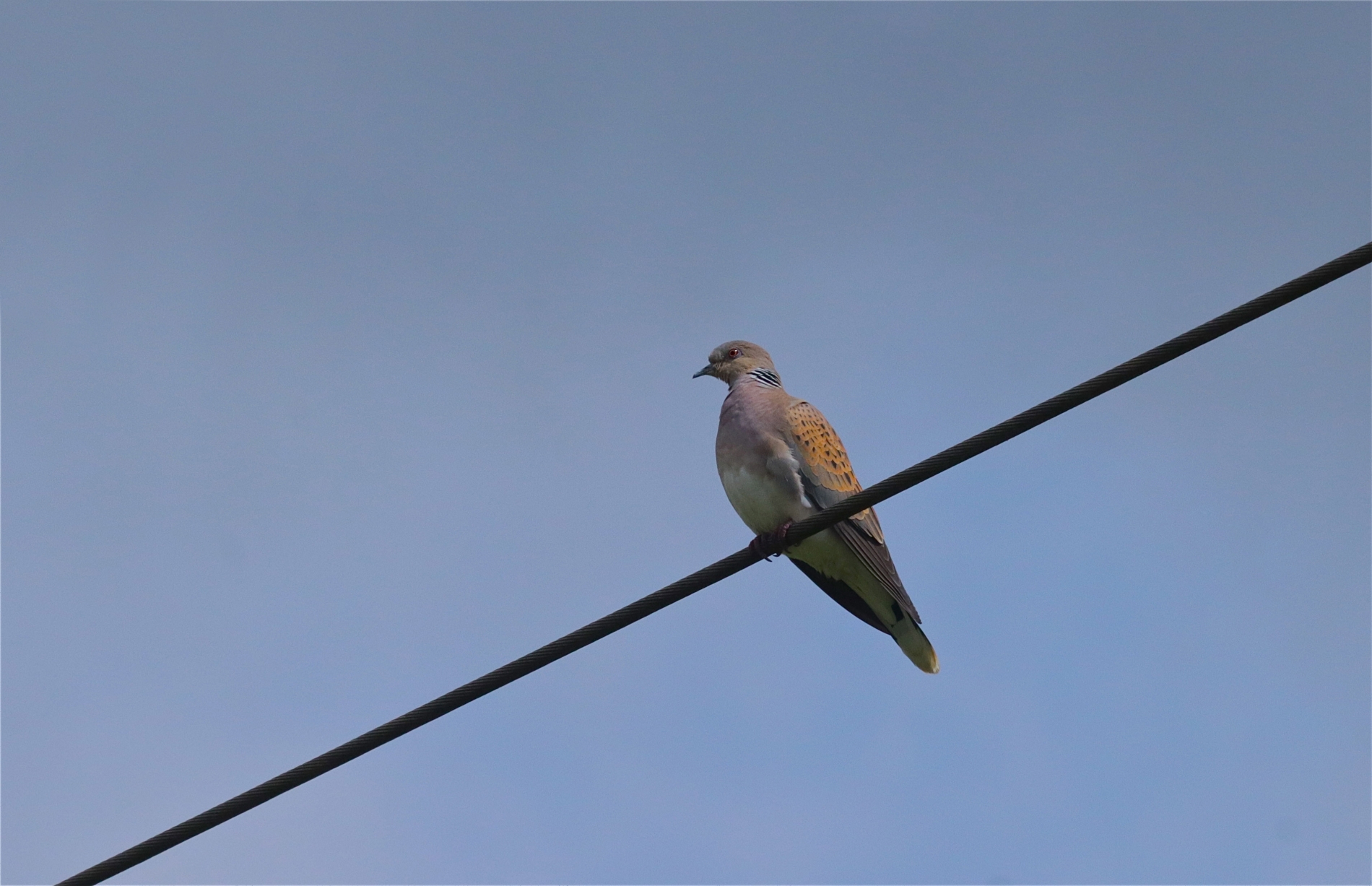 Rhoen-Turteltaube 8750_1