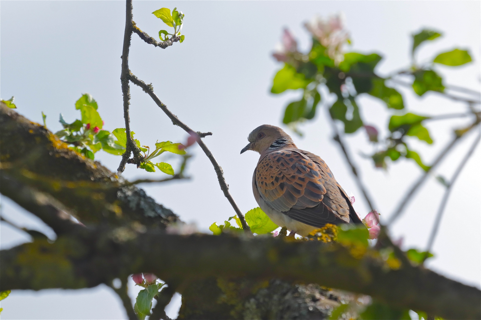 Rhoen-Turteltaube 9197_1