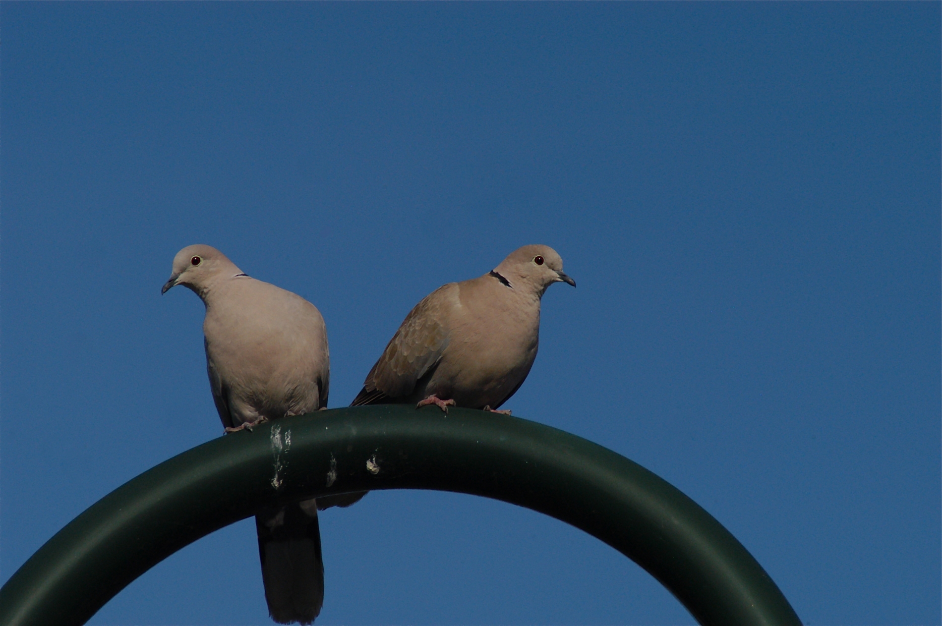 Türkentaube_0012_1