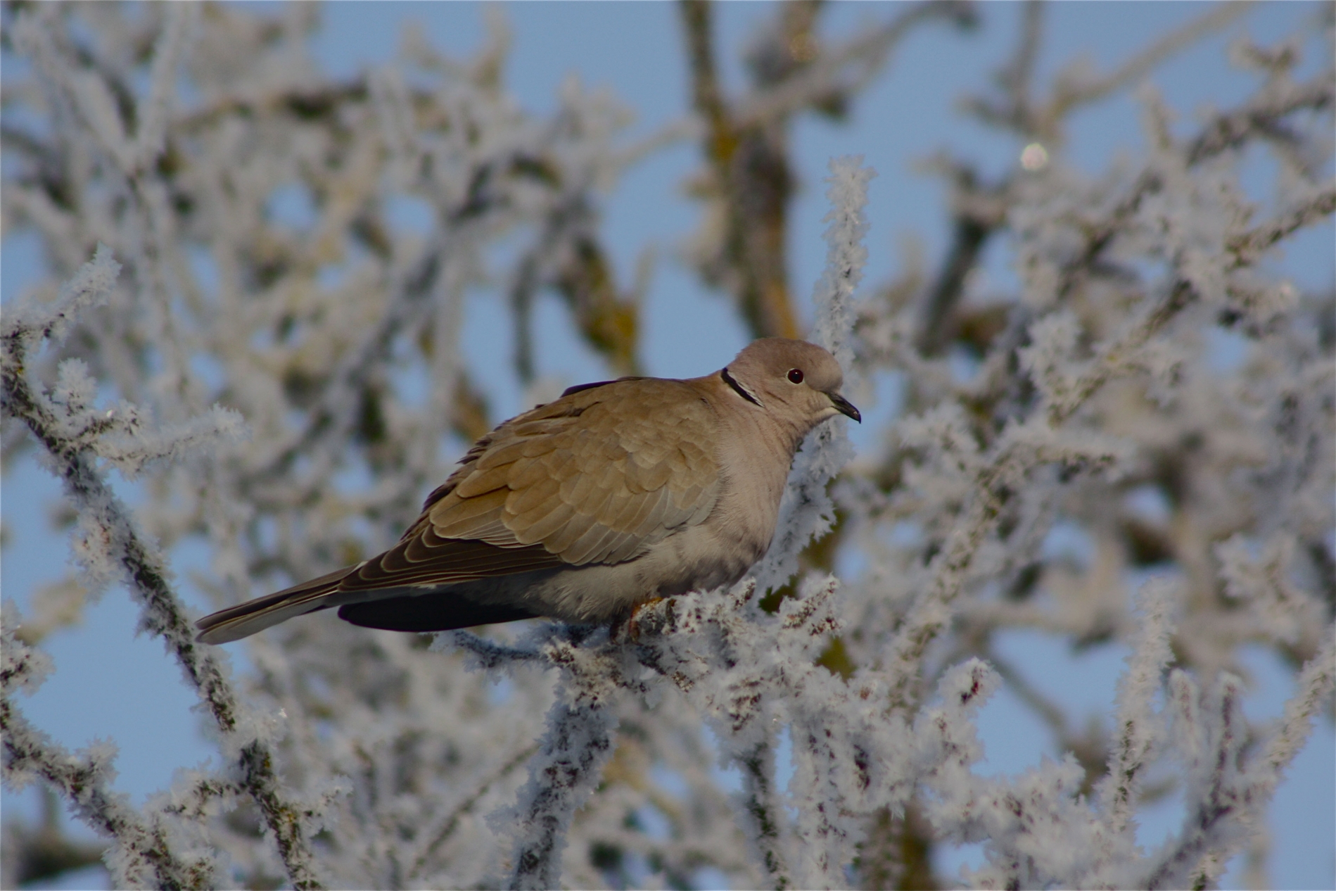 Türkentaube_0196_1