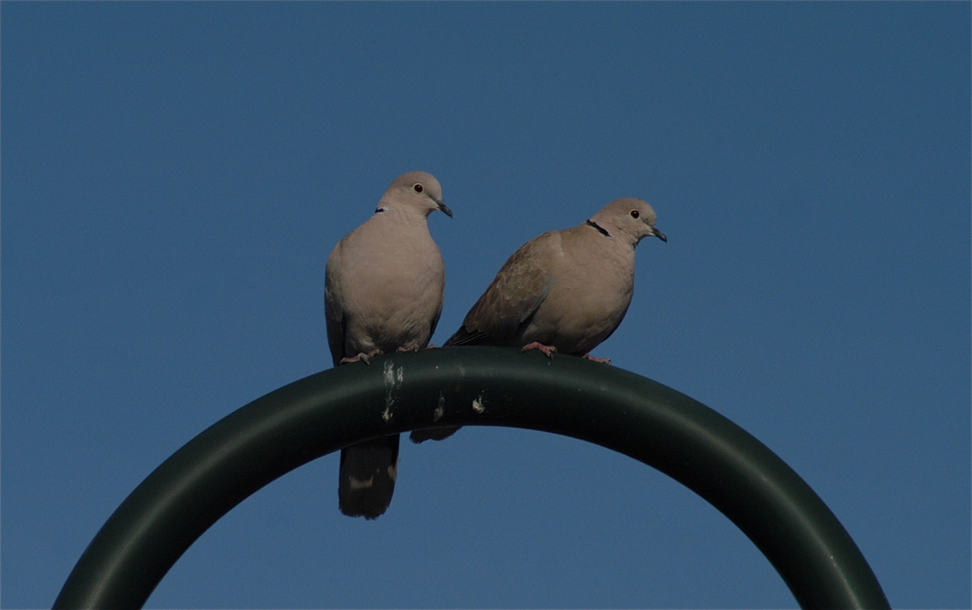 Türkentaube_1007_1