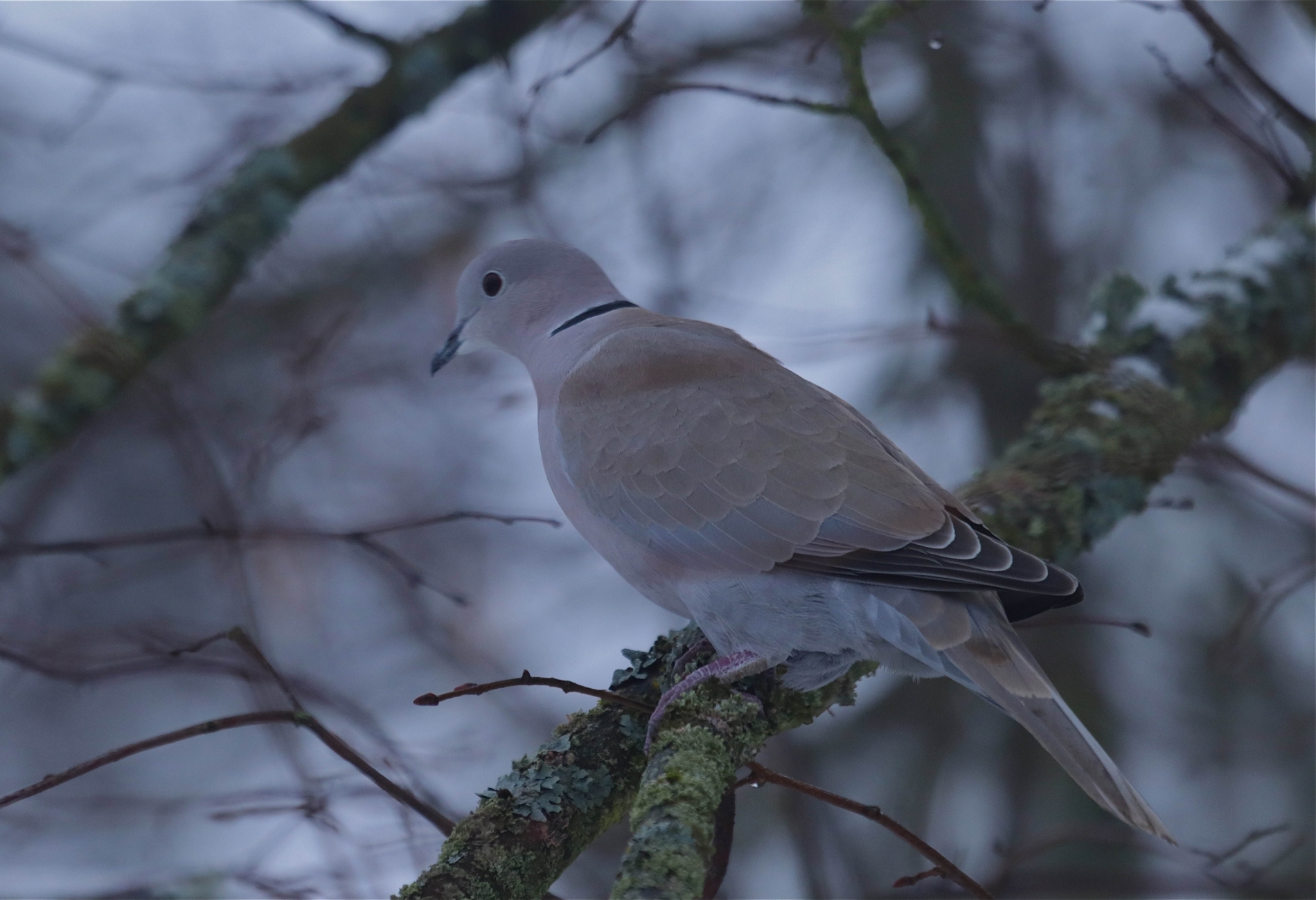 Türkentaube_6860_1