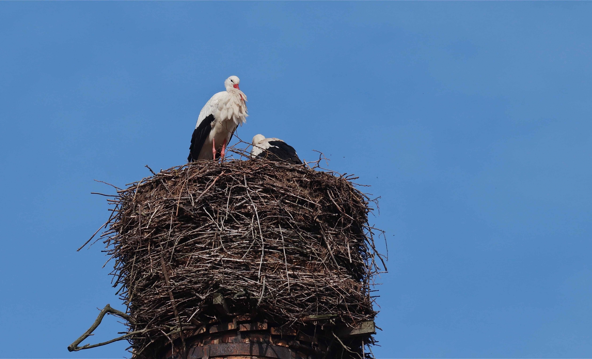 Breitungen-Weißstorch_2055_1