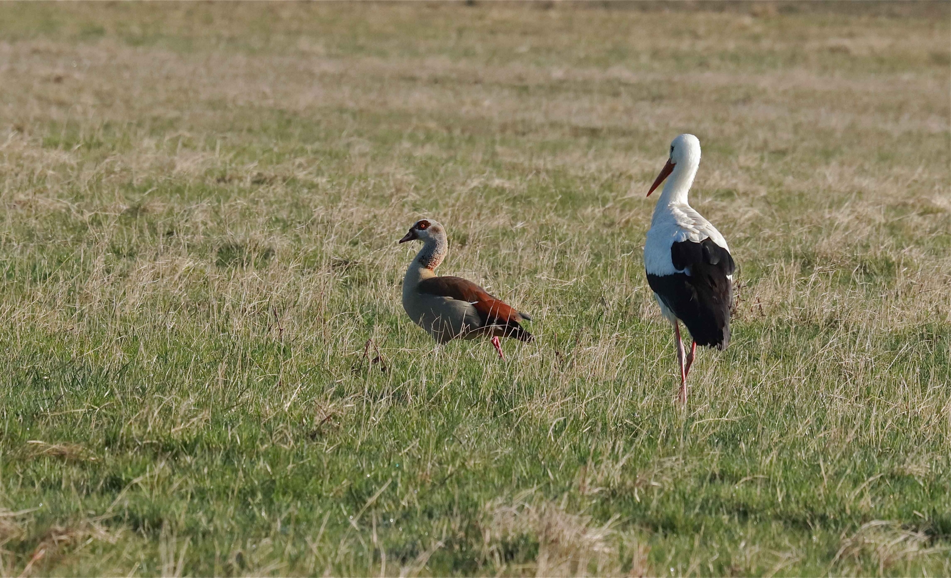 Rhoen-Weißstorch-Nilgans_1287_1