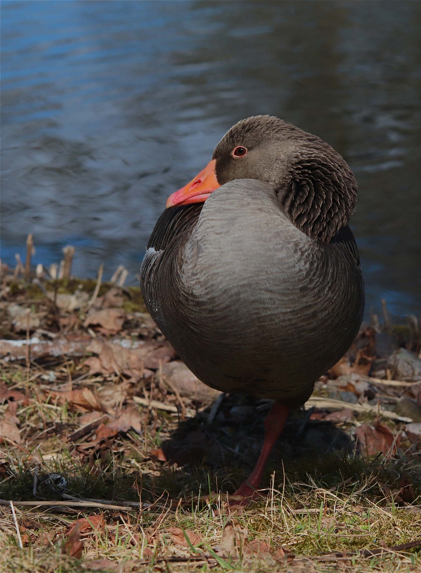 rhoen-graugans_8471_20190106_1169703798