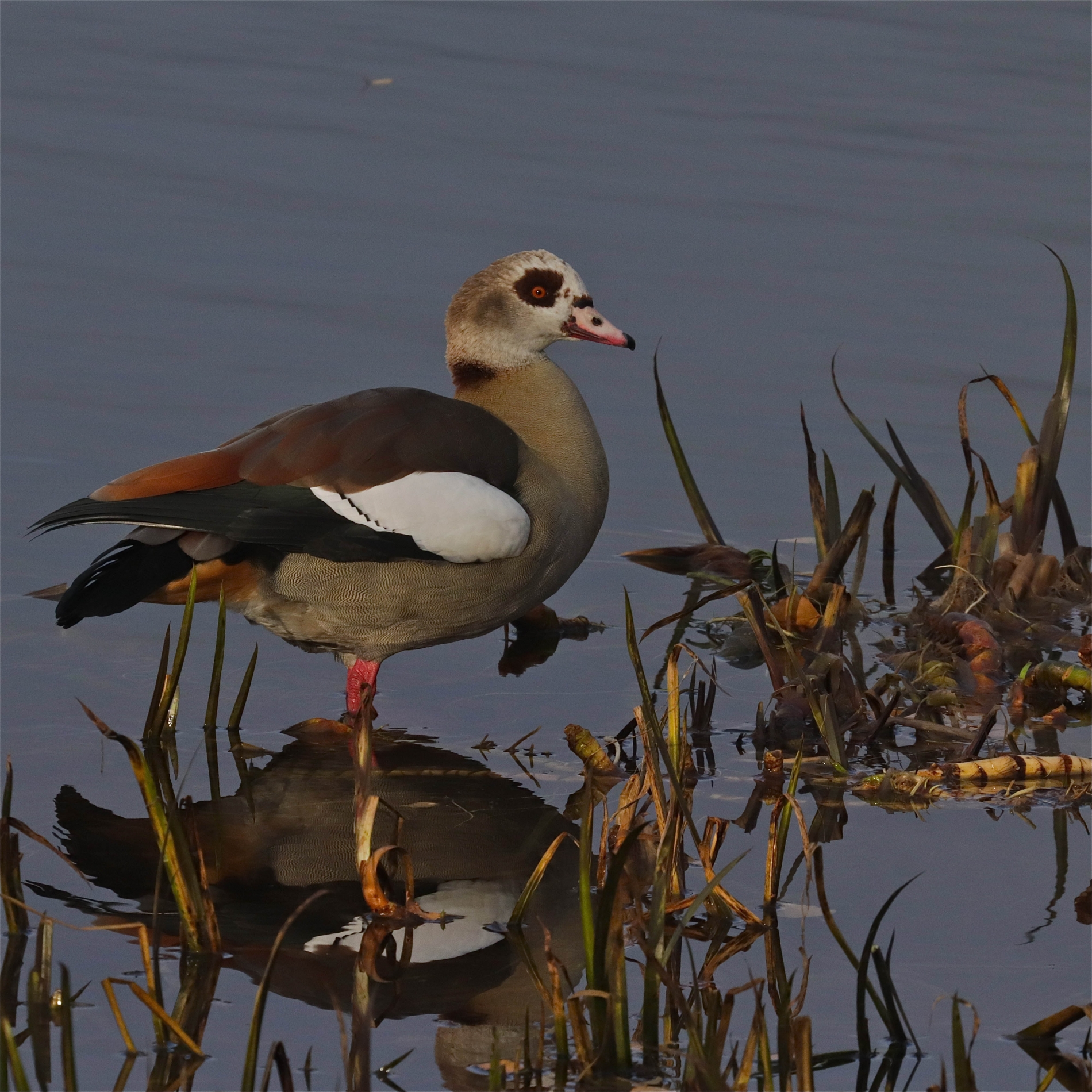 Rhoen-Nilgans 4290_1