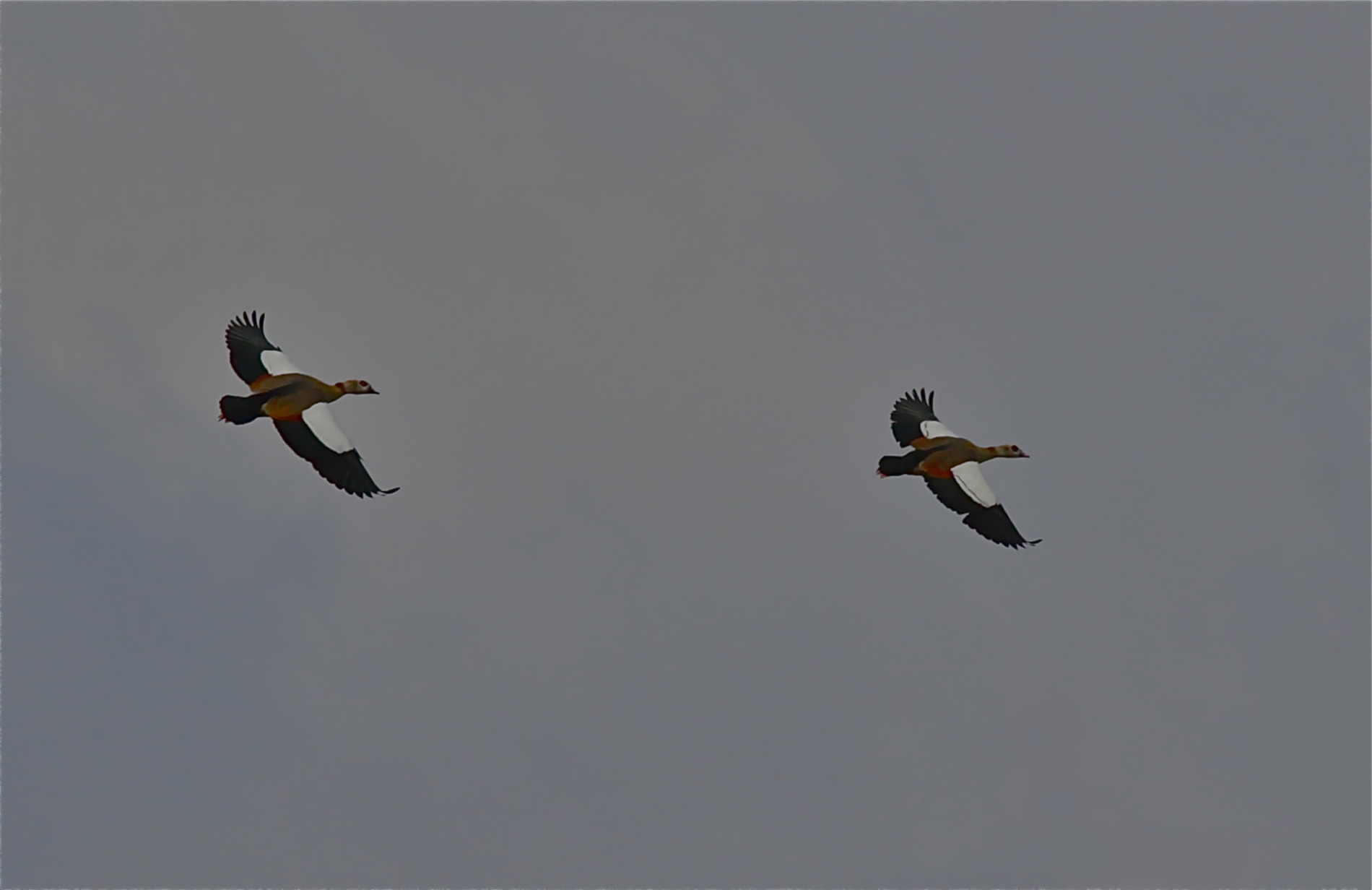 rhoen-nilgans_4308_20190106_1051599952