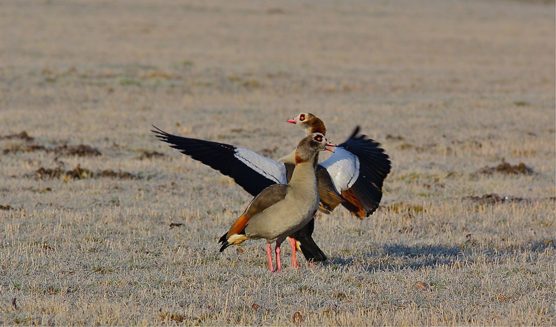 rhoen-nilgans_5565_20190106_2030532240