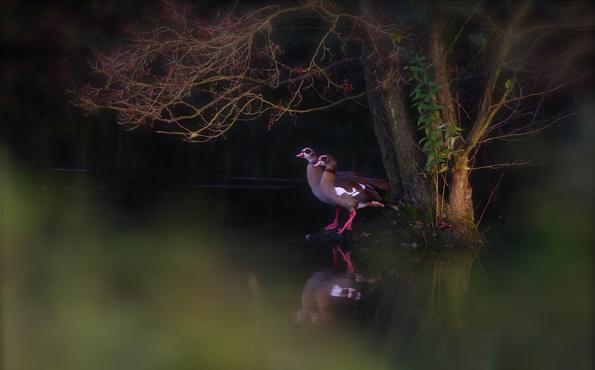 rhoen-nilgans_5627_20190106_1726959596