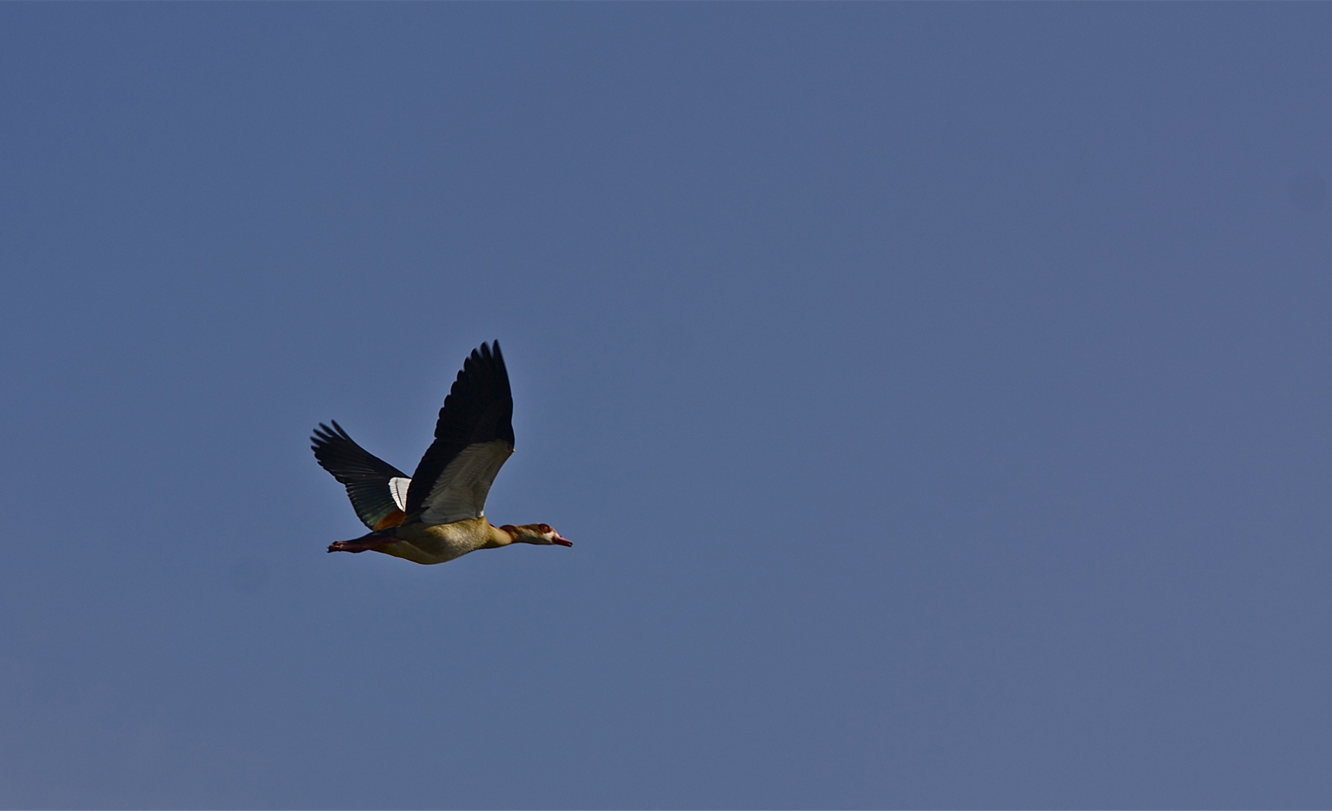 rhoen-nilgans_8555_20190106_1209917329