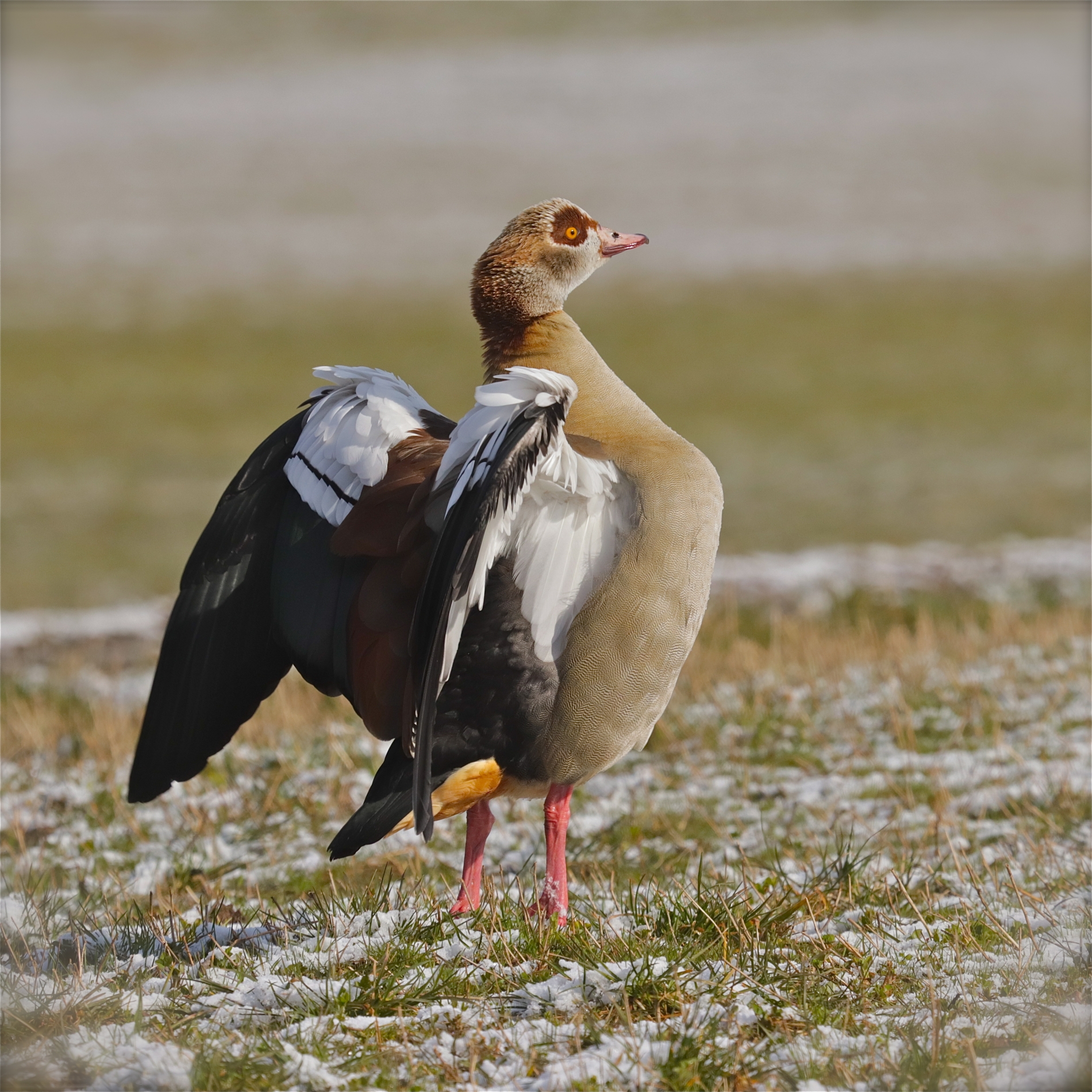 Rhoen-Nilgans 9772_1