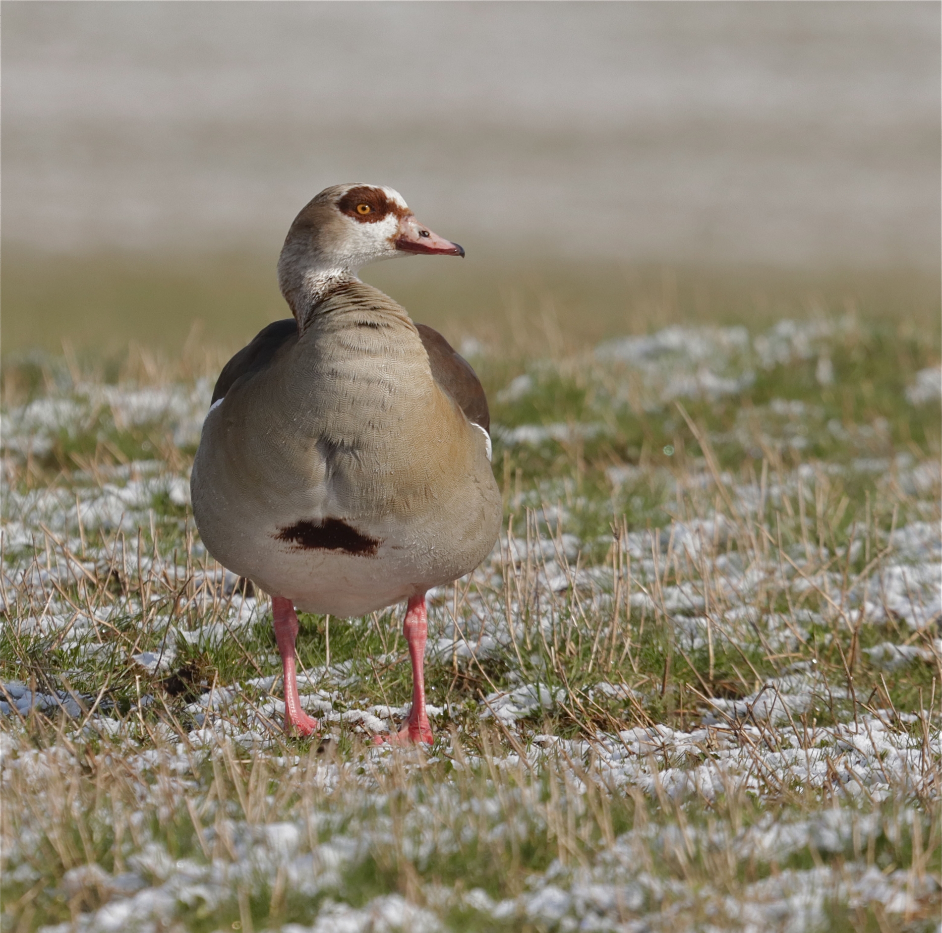 Rhoen-Nilgans 9891_1