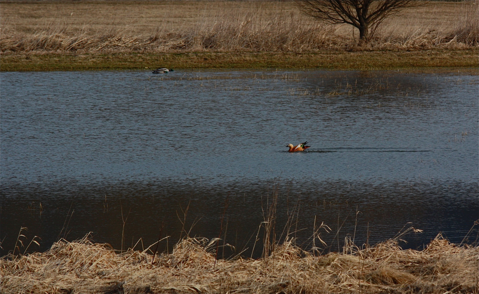 rhoen-rostgans_6511_20190106_1388265759
