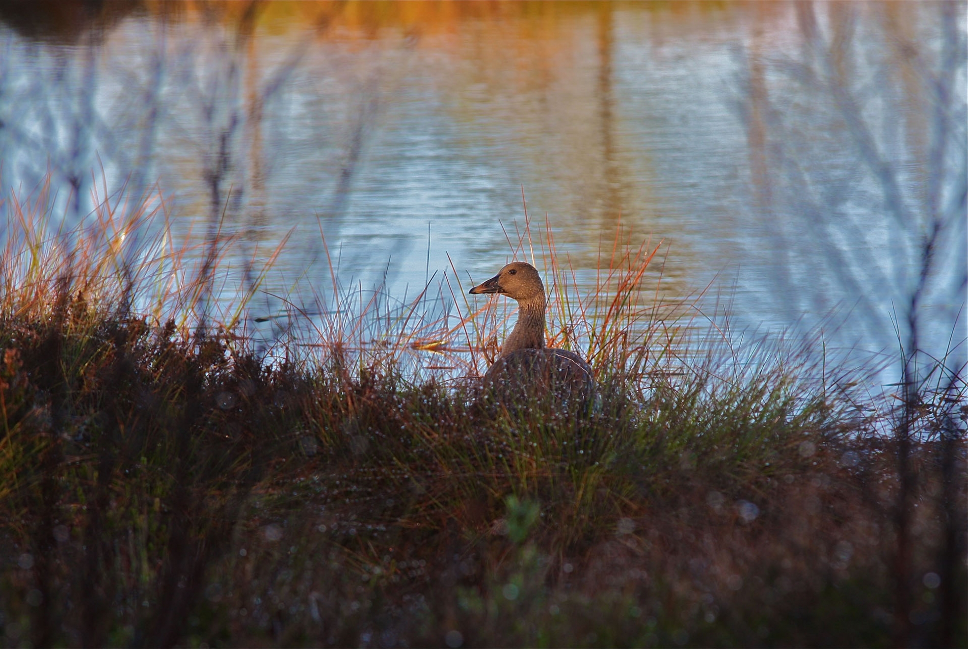 rhoen-tundrasaatgans_4618_20190106_1689604145