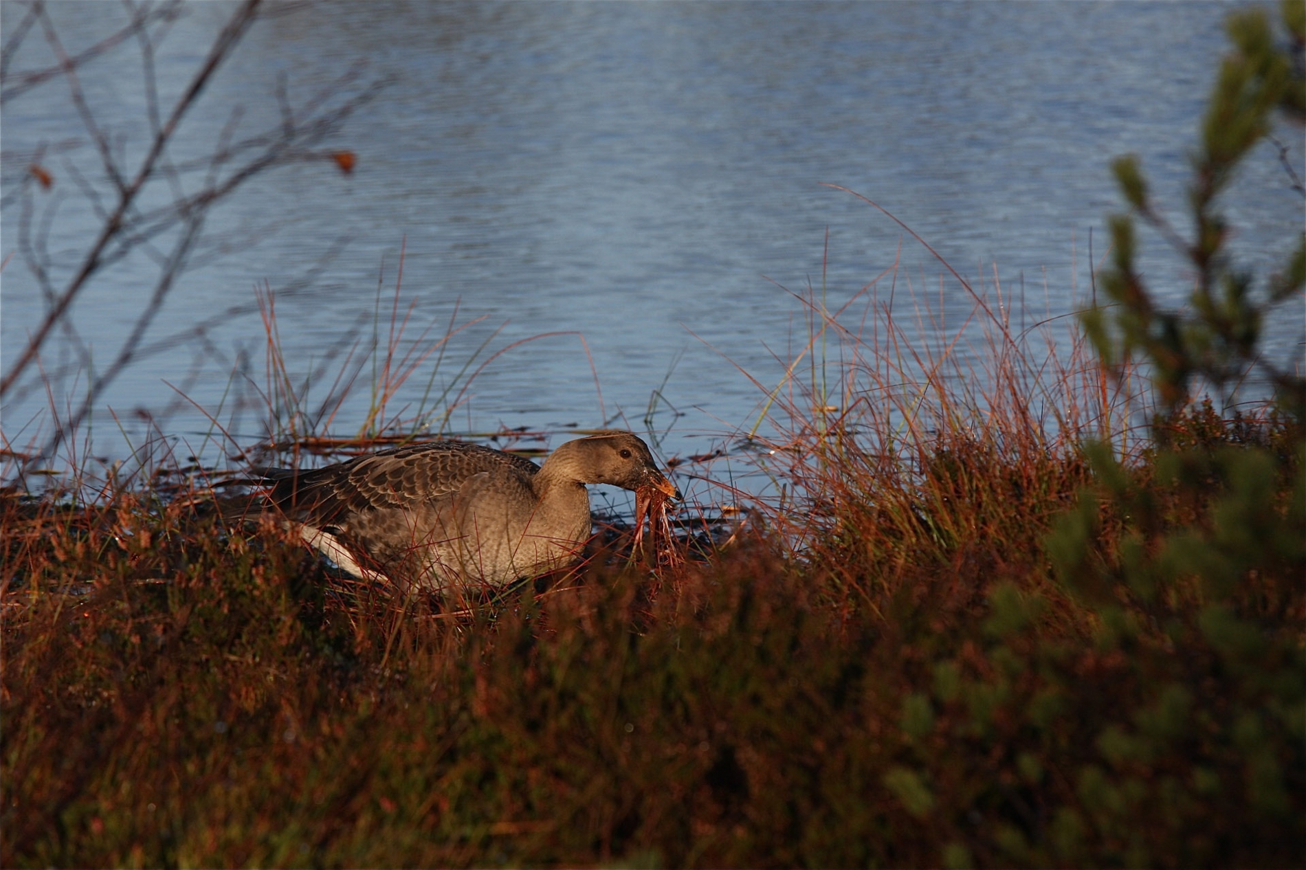 rhoen-tundrasaatgans_4632_20190106_1604690383