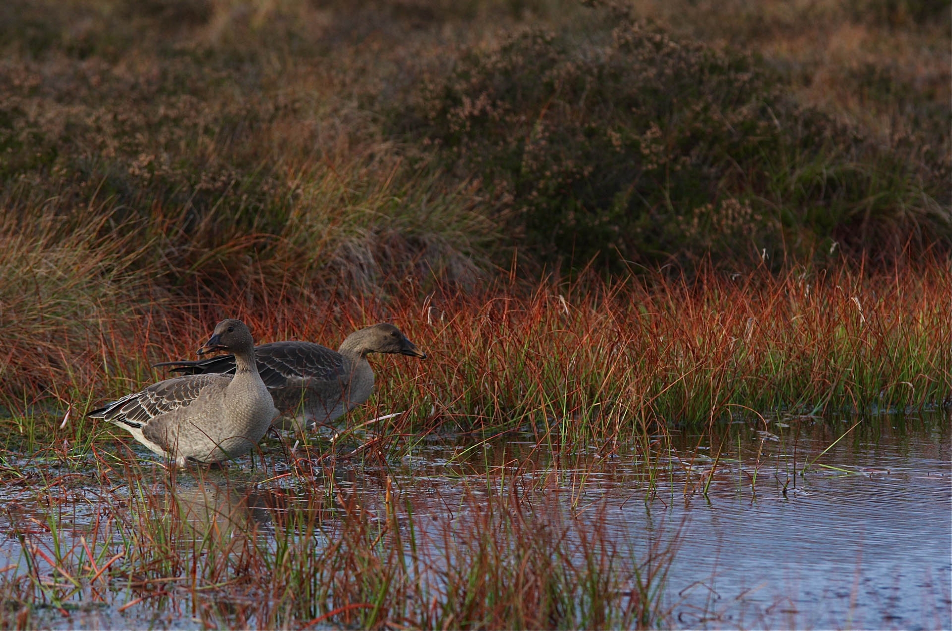 rhoen-tundrasaatgans_5267_20190106_1408130534
