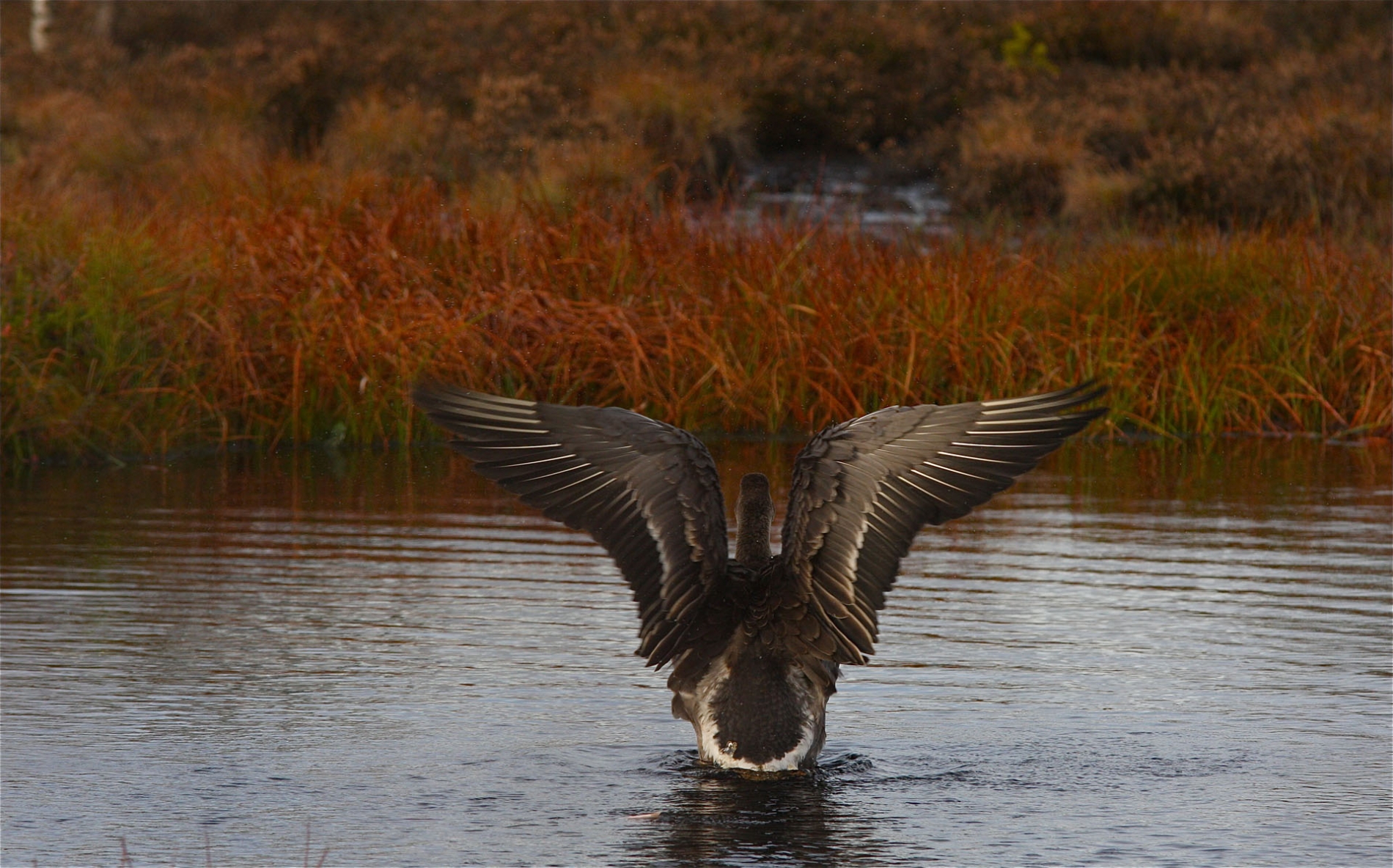 rhoen-tundrasaatgans_5307_20190106_1301836992