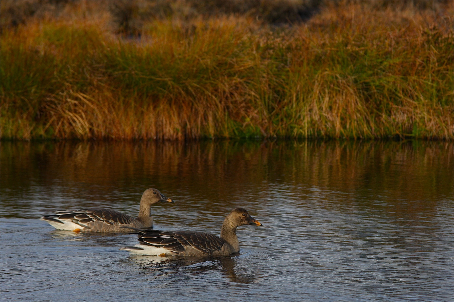 rhoen-tundrasaatgans_5378_20190106_1394662972