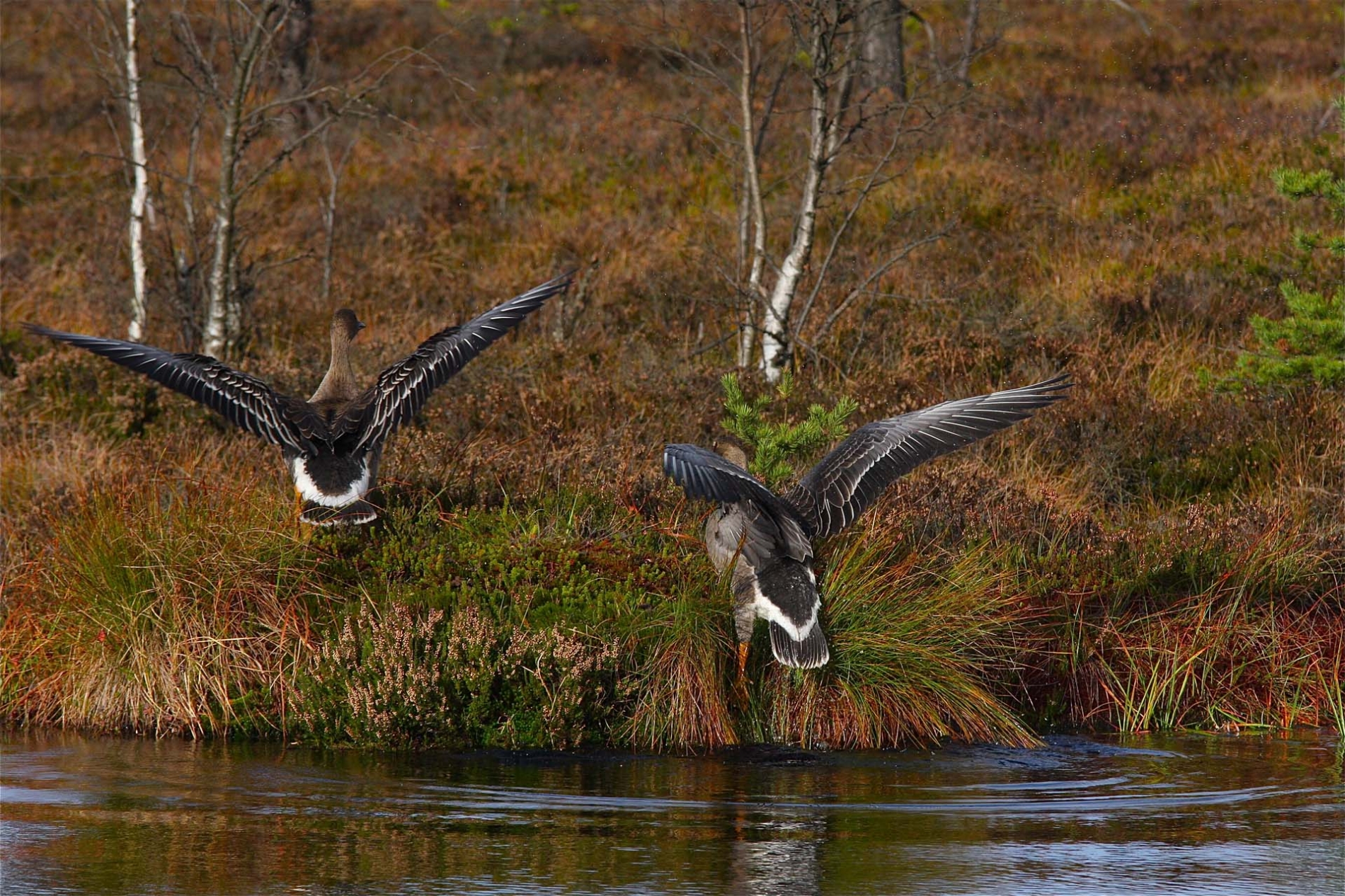 rhoen-tundrasaatgans_5491_20190106_1760898803