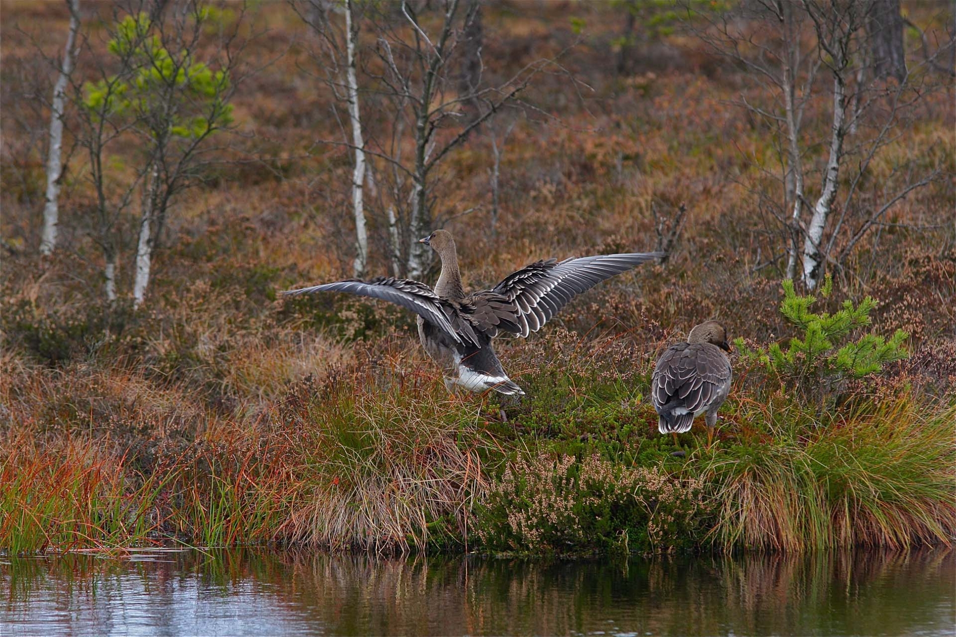 rhoen-tundrasaatgans_5551_20190106_1102735296